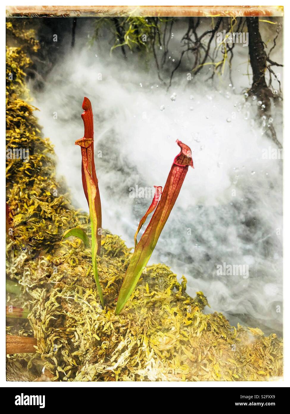 Pitcher plant - Smartphone Captured Stock Image