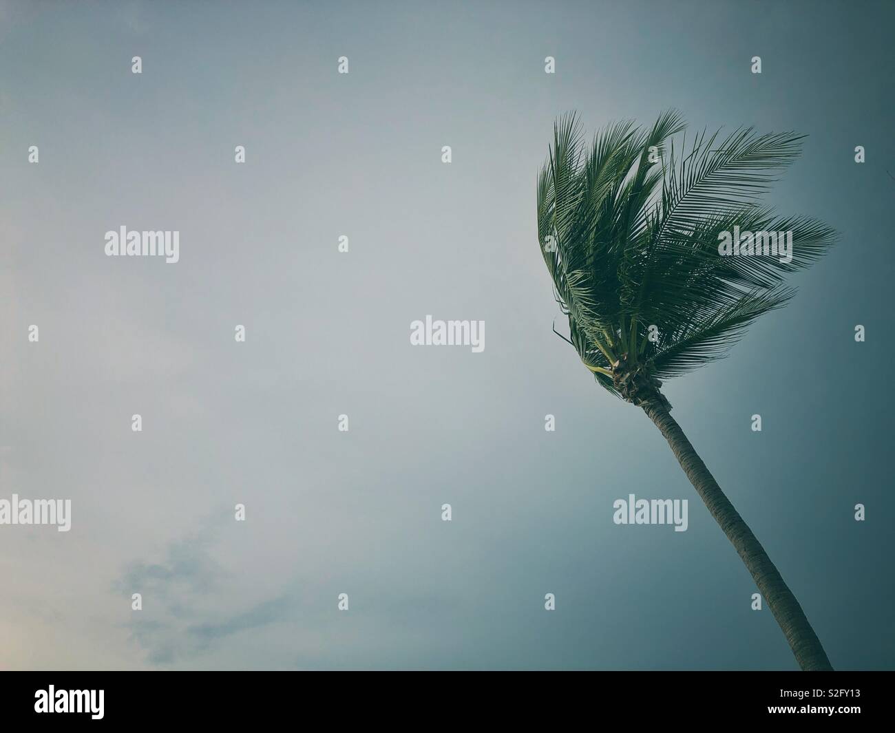 Palm tree in the wind Stock Photo - Alamy