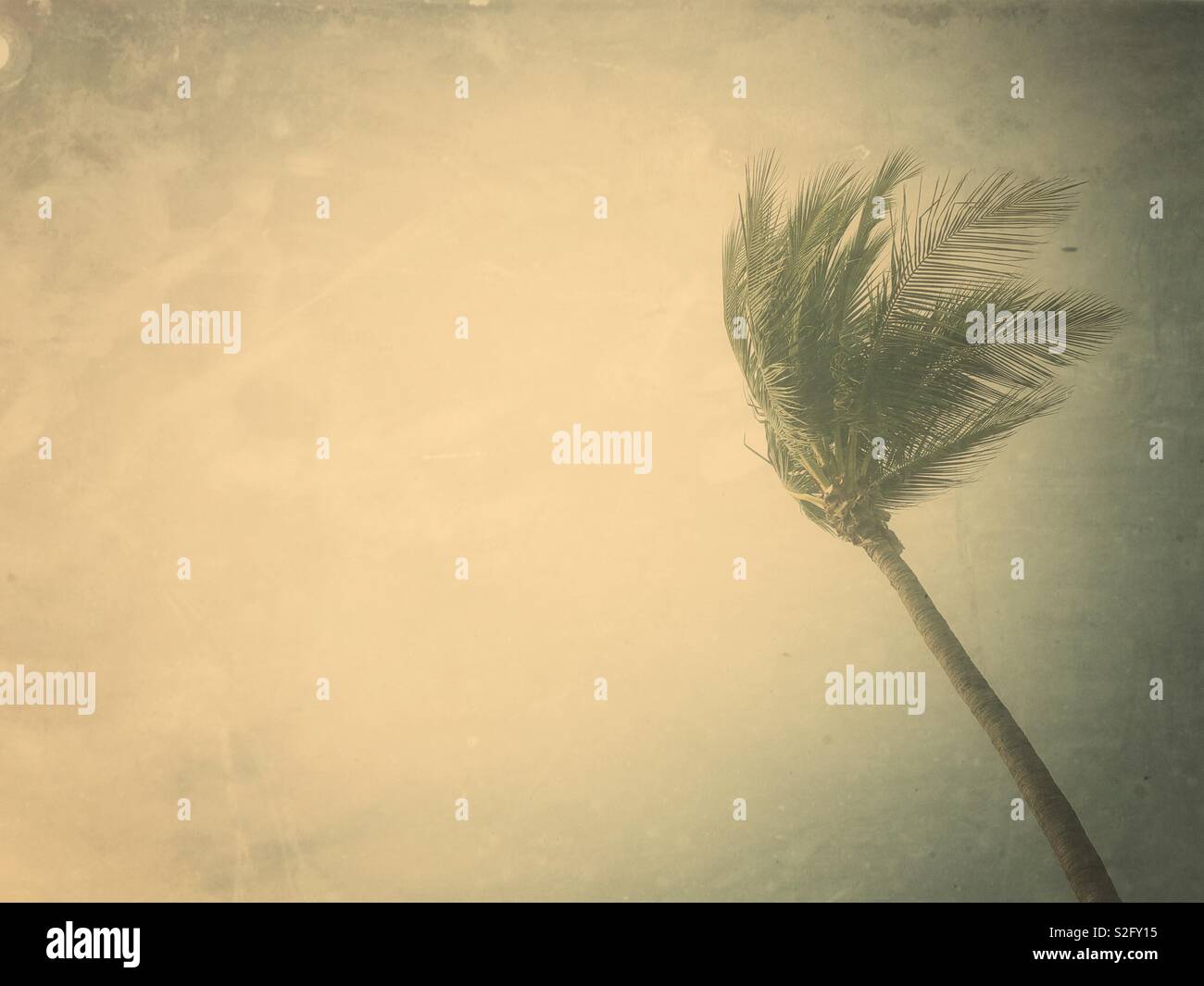Palm tree in the wind with a retro effect. - Smartphone Captured Stock Image