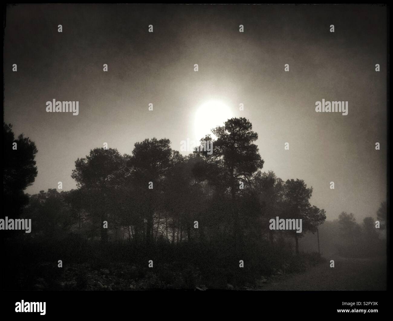 Fogbound forest near Almatret, Catalonia, Spain. - Smartphone Captured Stock Image