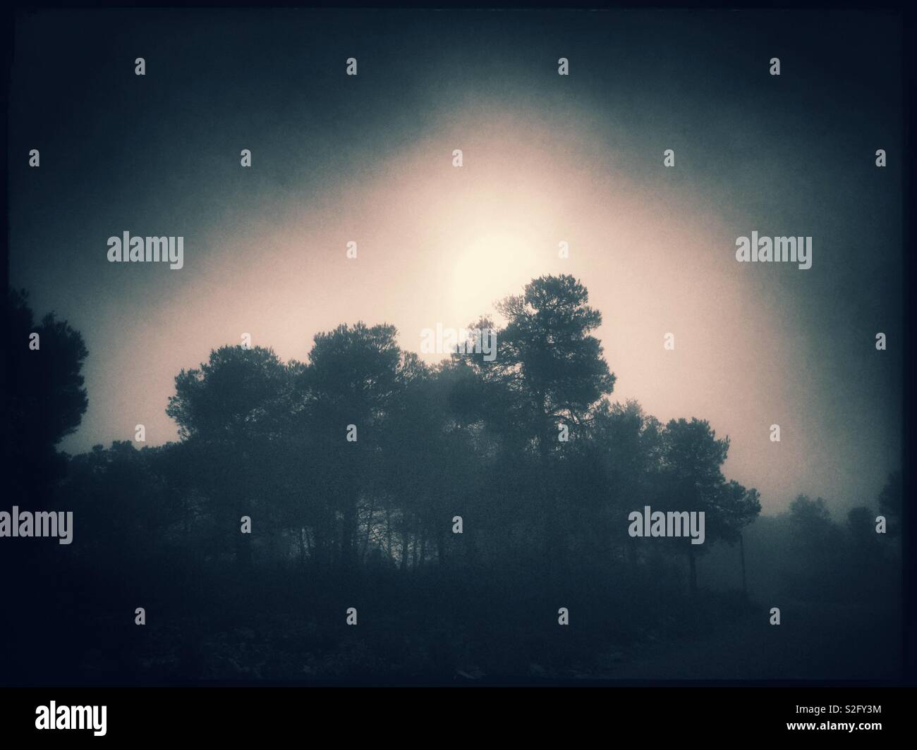 Fogbound forest near Almatret, Catalonia, Spain. - Smartphone Captured Stock Image