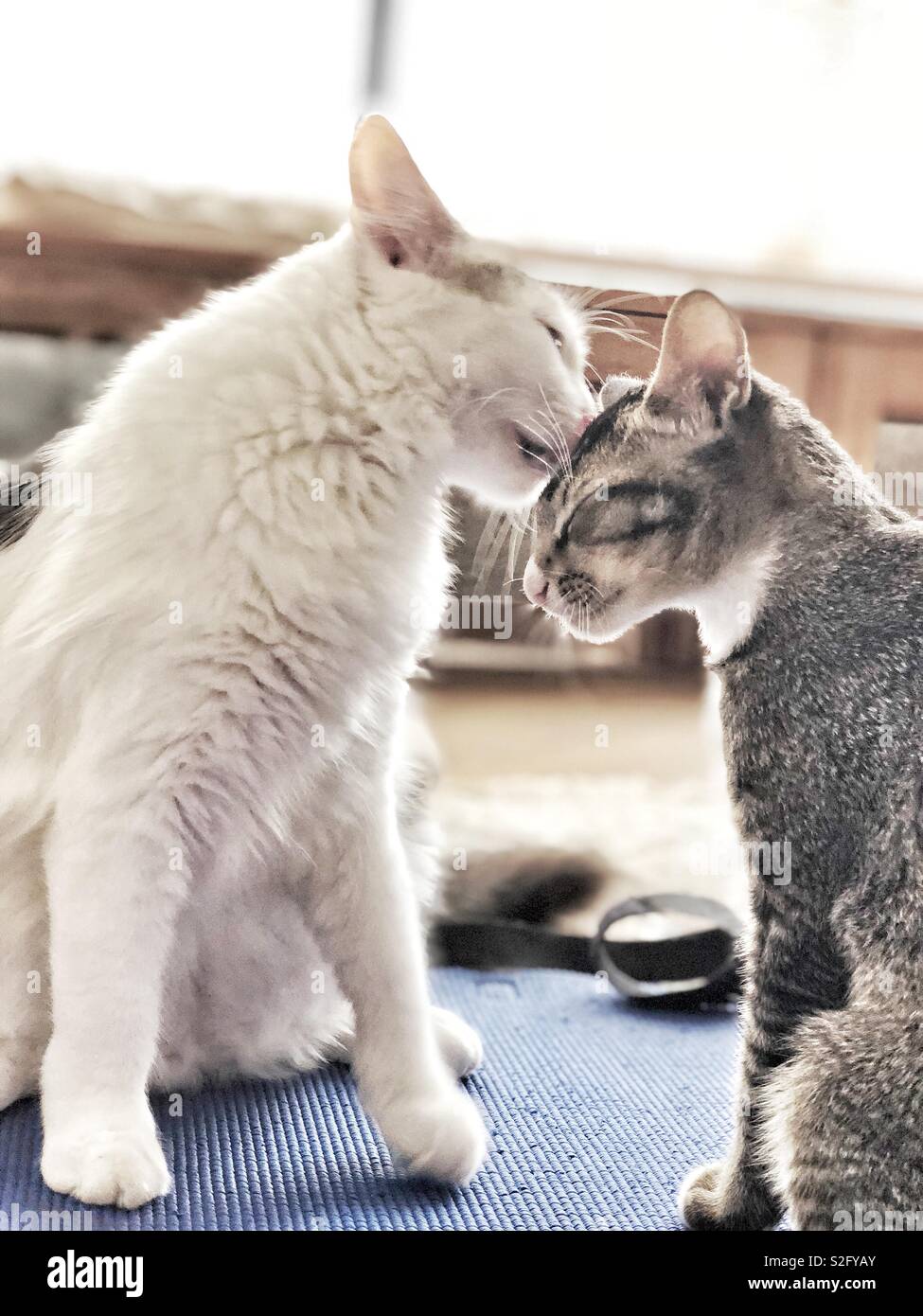 A mother cat grooming her kitten Stock Photo