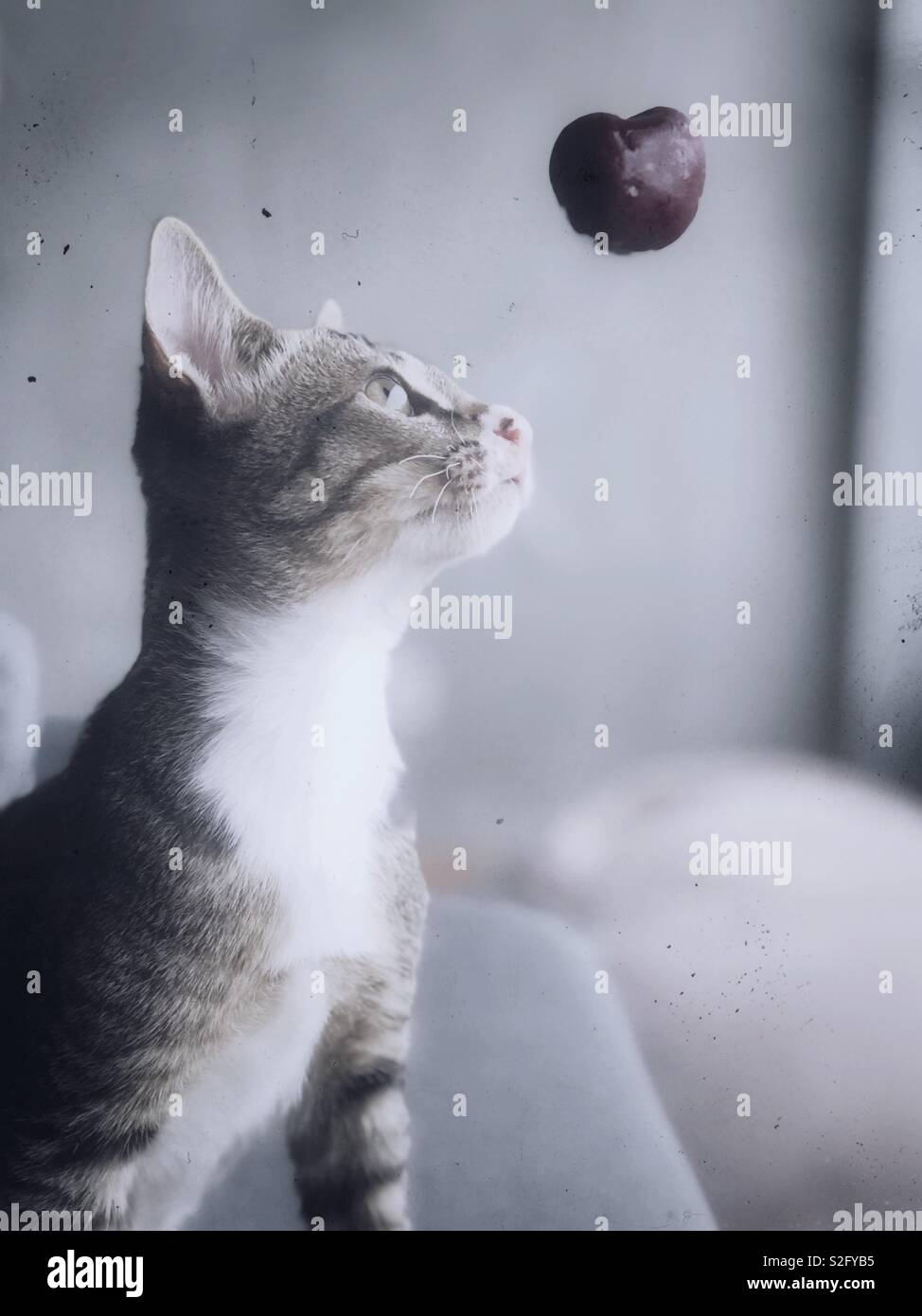 Kitten looking at floating cherry Stock Photo