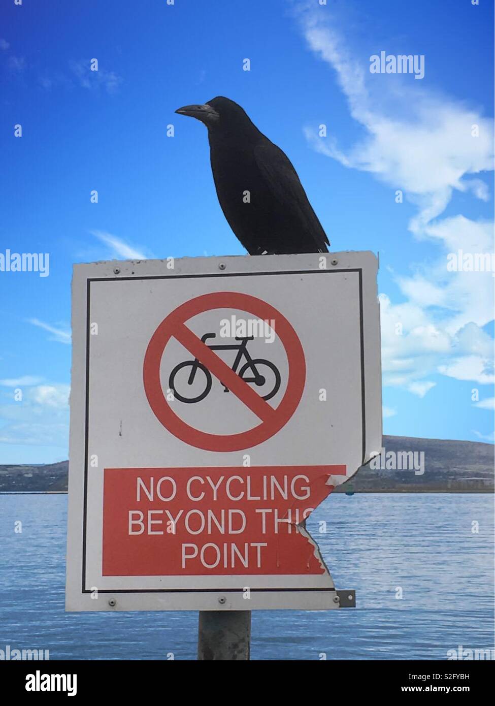 A rook/crow stands guard on a No Cycling sign on a footpath on Dollymount Beach, Dublin, Ireland. - Smartphone Captured Stock Image