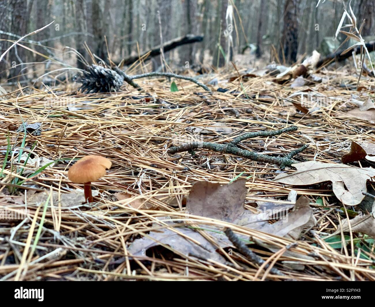 Forest floor in the winter time at Talimena State Park Stock Photo