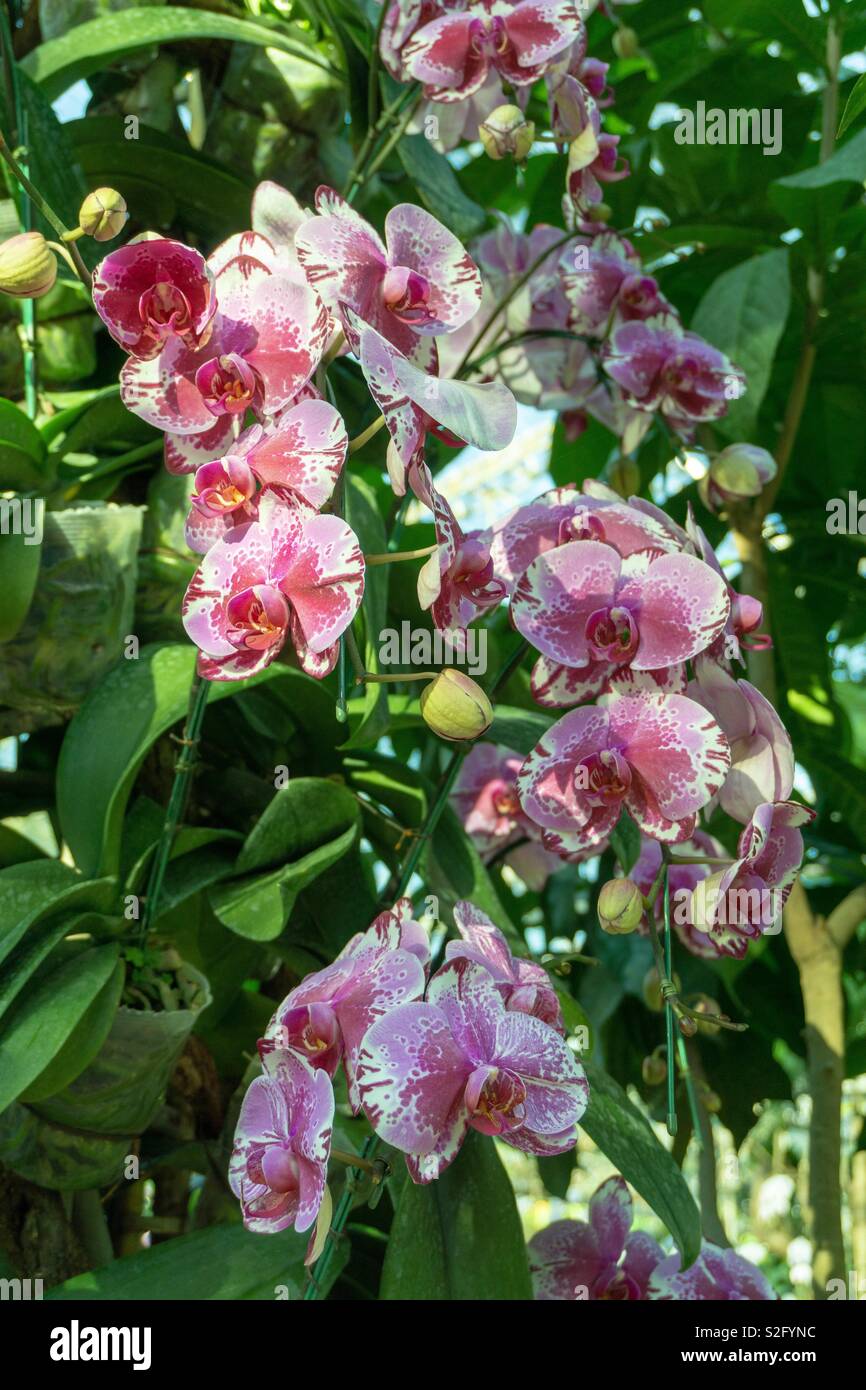 Good time for orchids - Smartphone Captured Stock Image
