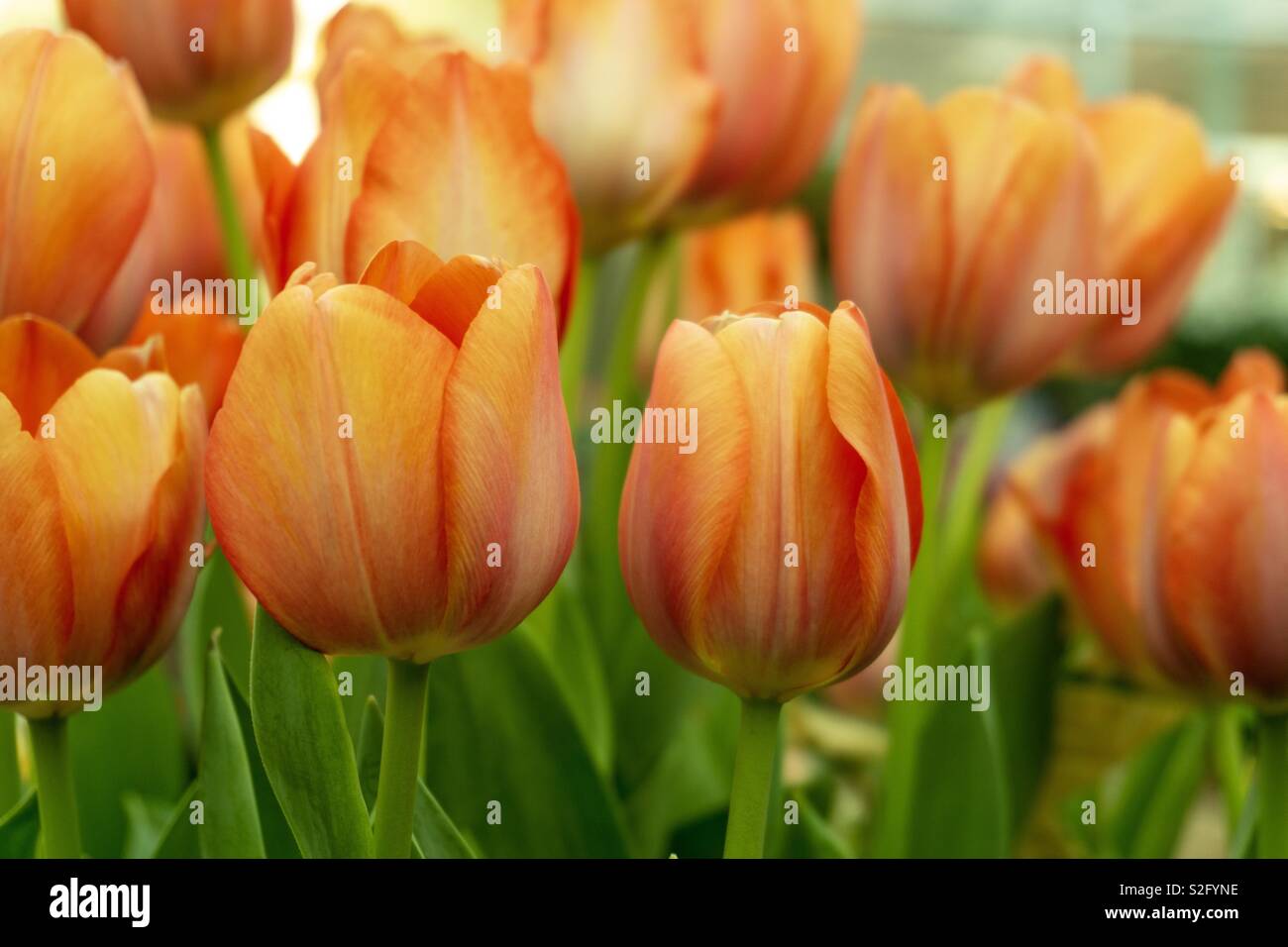 Queen of the flowers - Smartphone Captured Stock Image