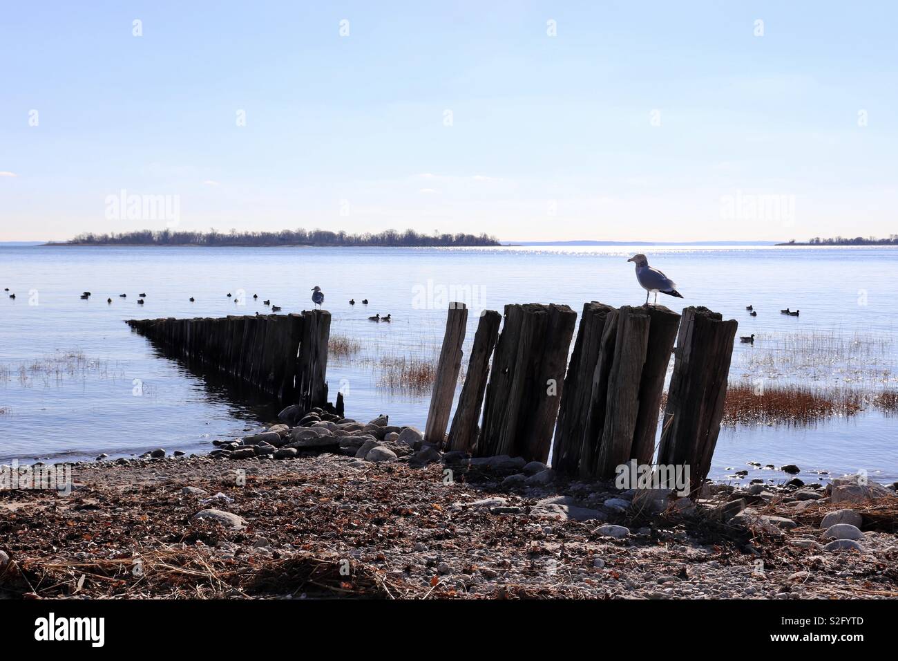 Seagulls standing on remains of old wooden fence Stock Photo