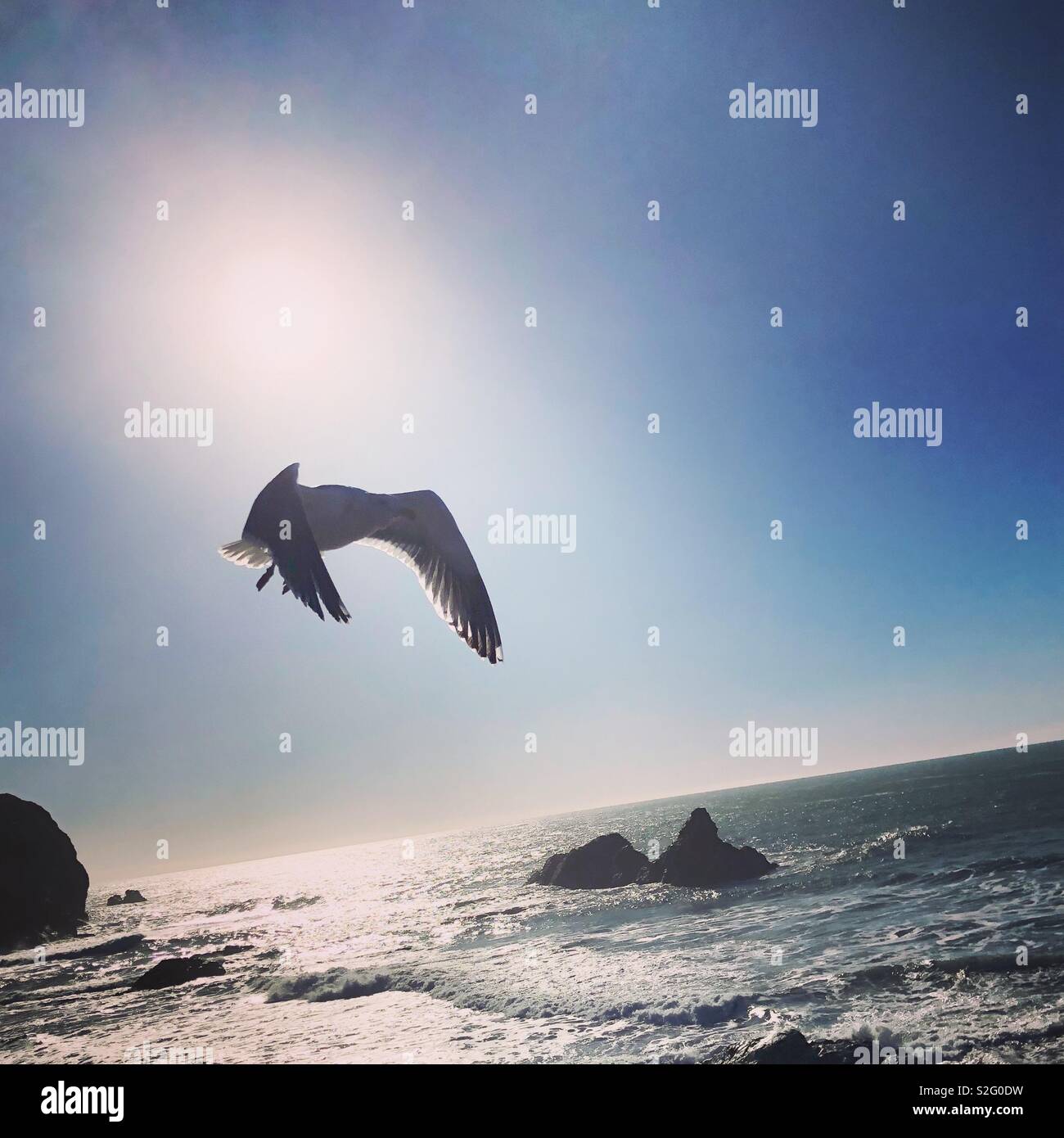 Seagull in flight over the ocean. Close up, waves breaking, sunlight in the background. Action shot. Stock Photo