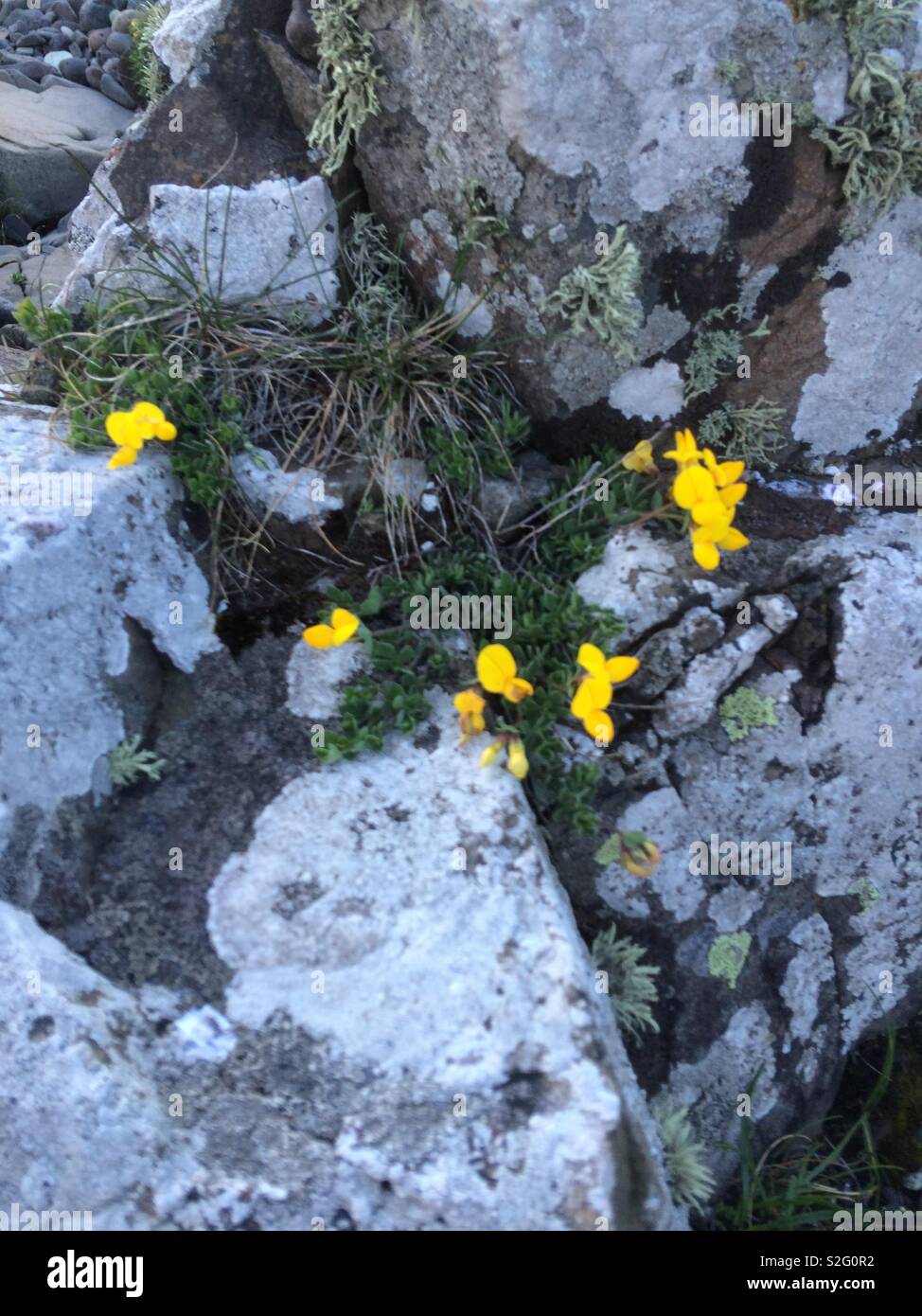 Flowers in rocks Stock Photo Alamy