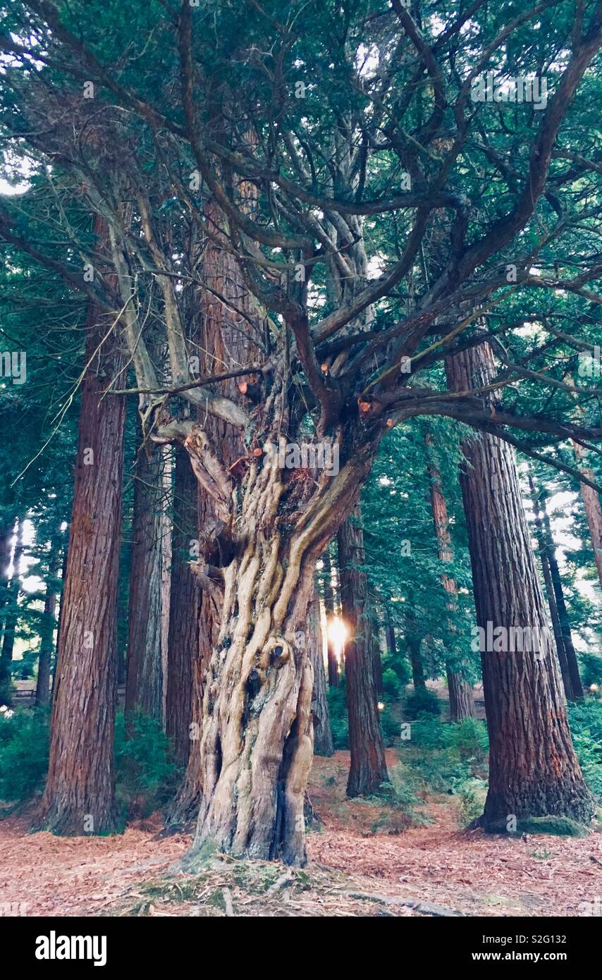 Twisted tree trunk & giant redwoods at sunset - Smartphone Captured Stock Image