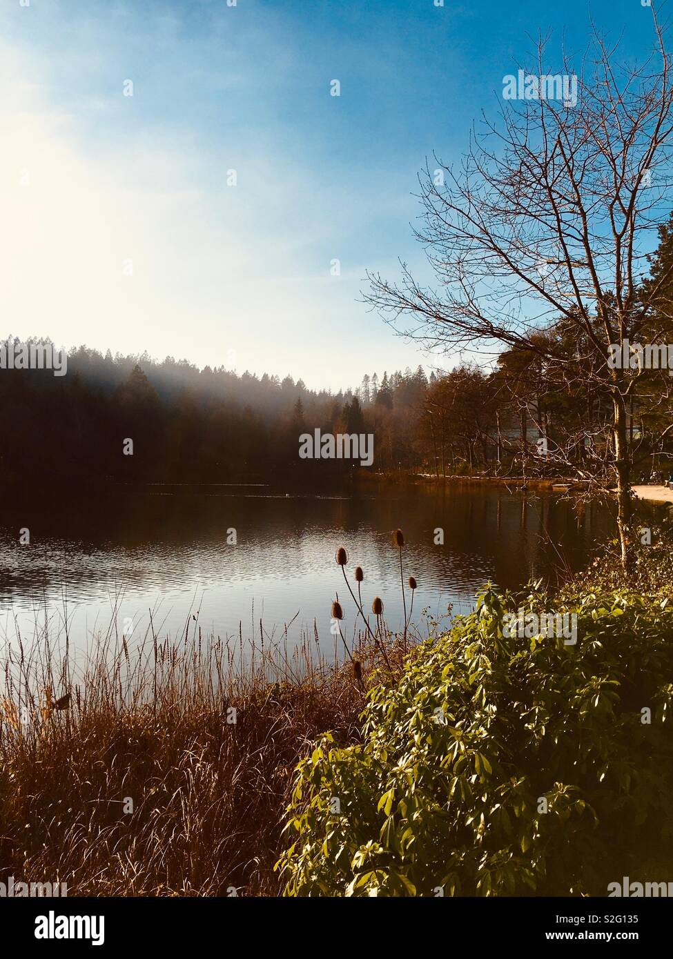 Thistles by the lake - Smartphone Captured Stock Image