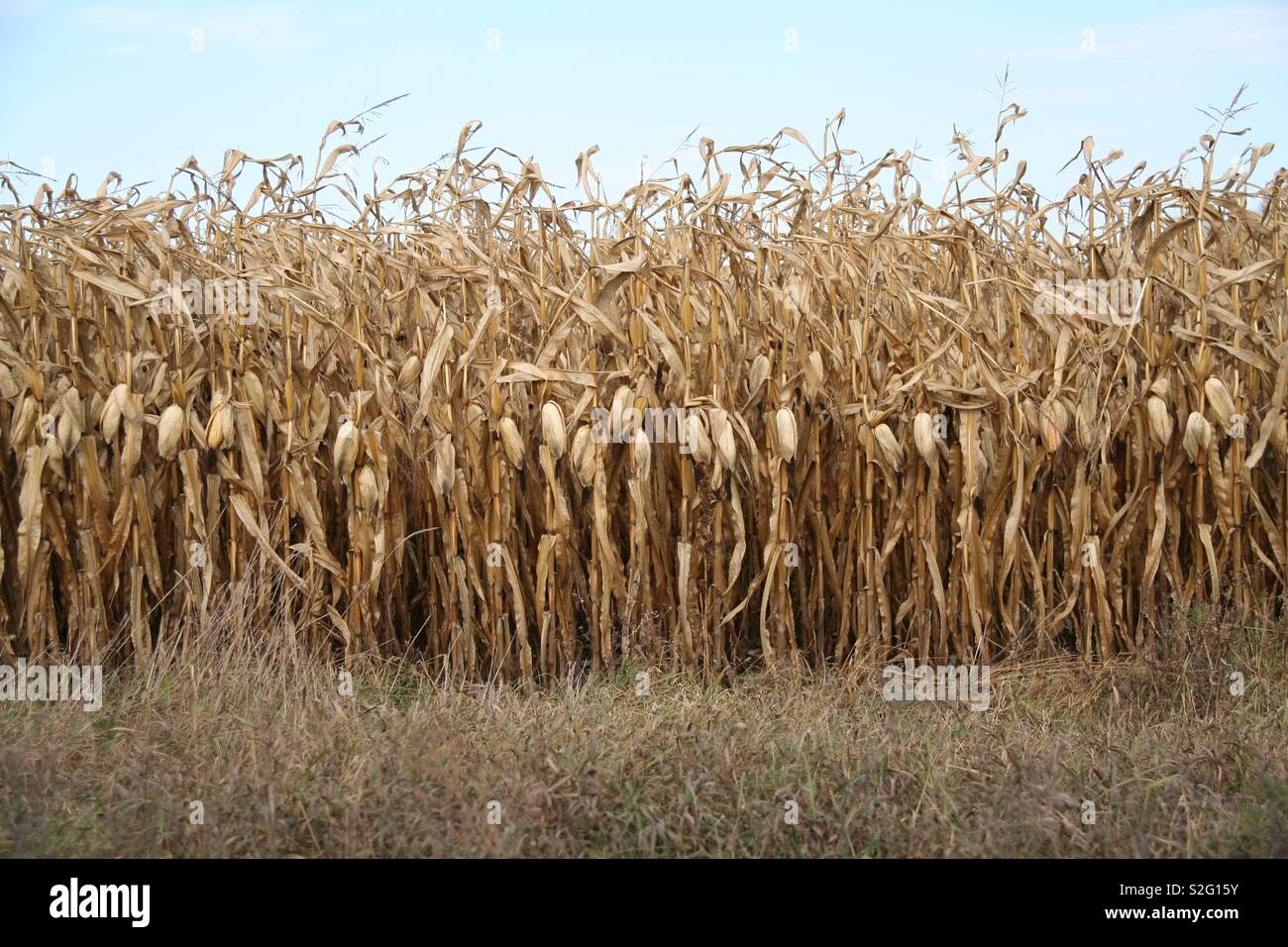 Corn rows Stock Photo