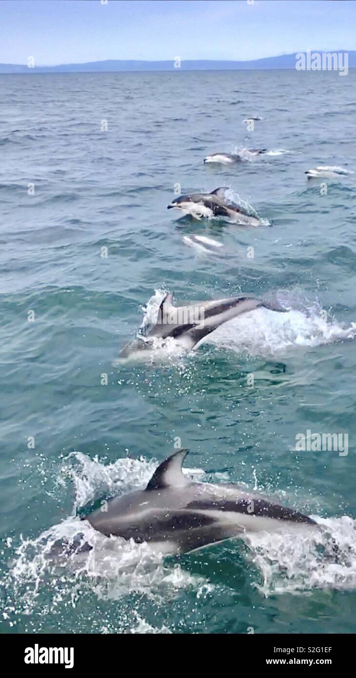 Dolphins off the coast of Moss Landing, California. Stock Photo