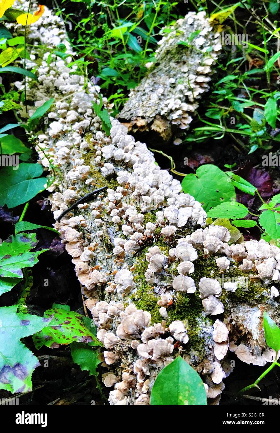 Mushroom fungus growing on dead log in forest Stock Photo - Alamy