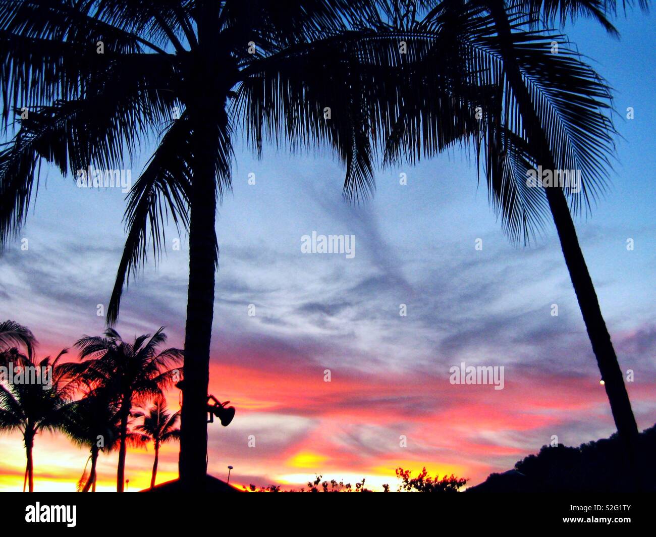 Twin palms sunset tropical silhouette - Smartphone Captured Stock Image
