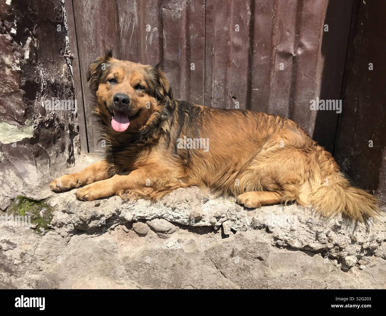 Stray dog from Cusco - Smartphone Captured Stock Image