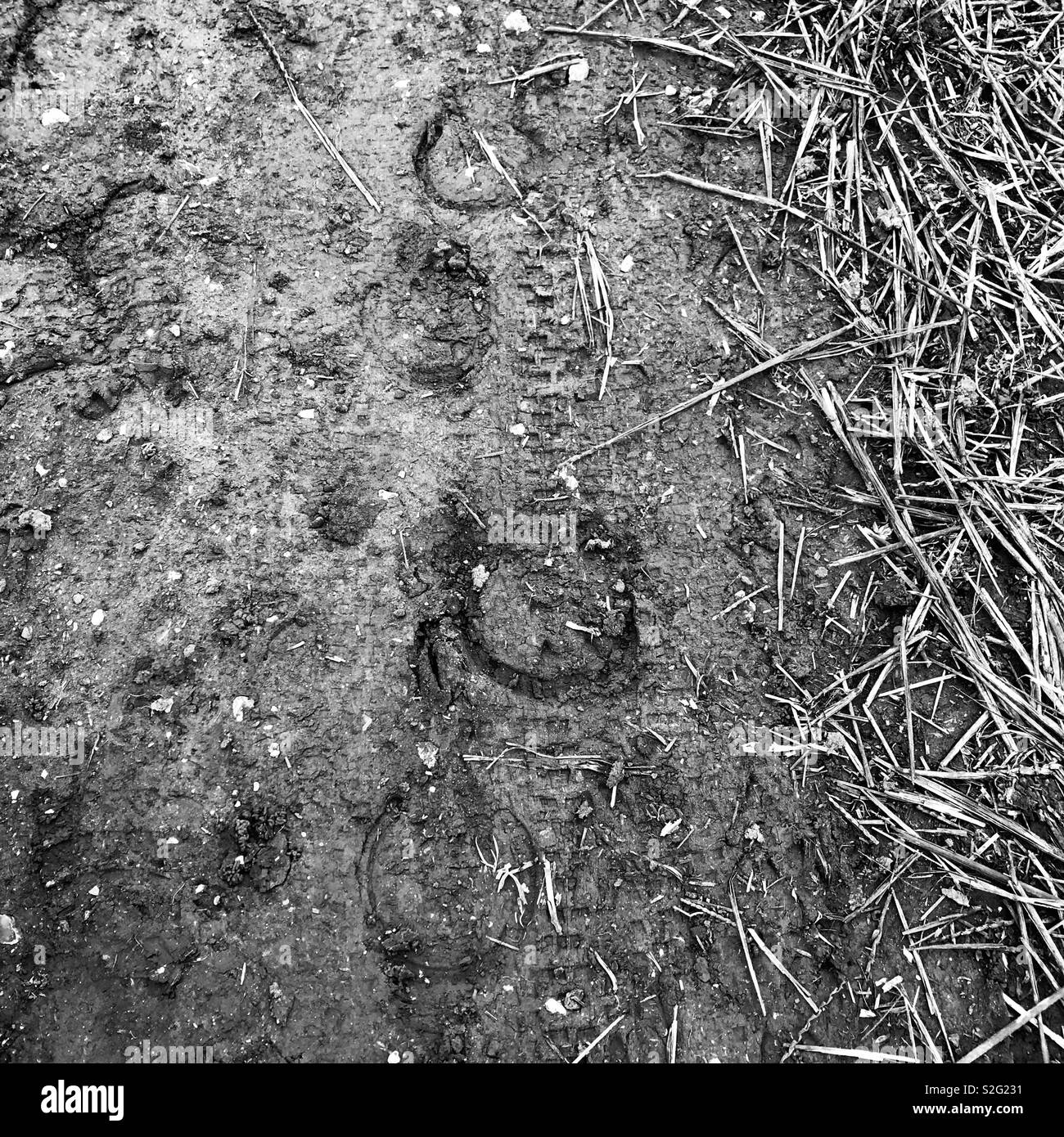 Horse hoof tracks overlaid with cycle tyre tracks hires stock