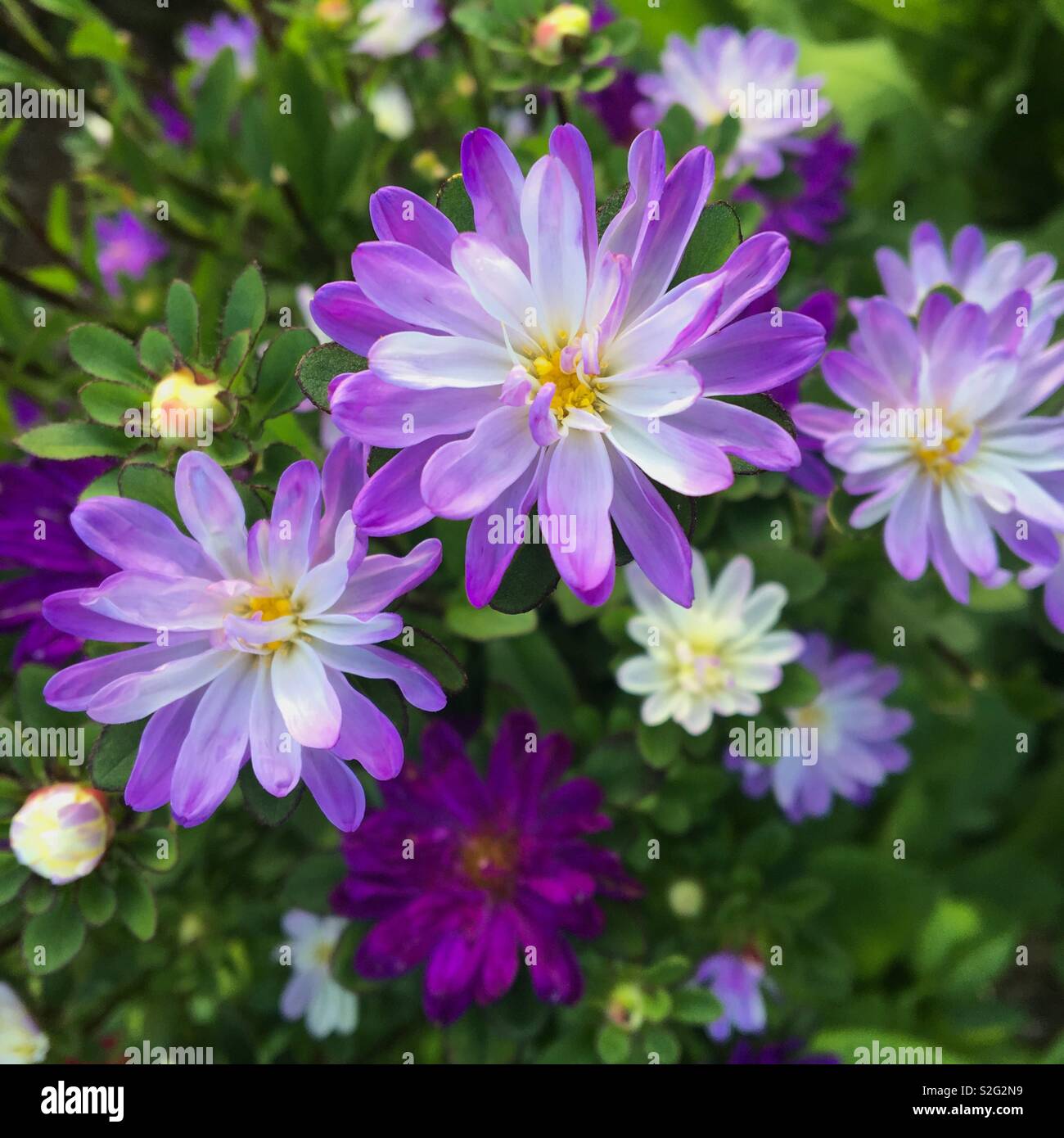 Purple flowers blooming in summer garden Stock Photo - Alamy