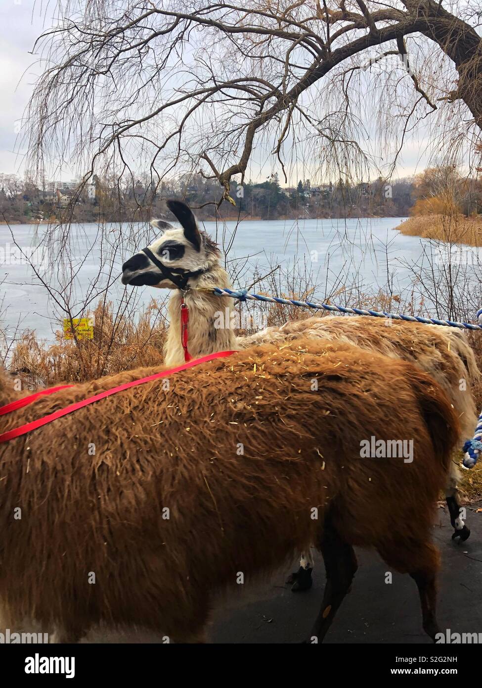 Llamas going for a stroll through High Park, Toronto on a winter day. - Smartphone Captured Stock Image