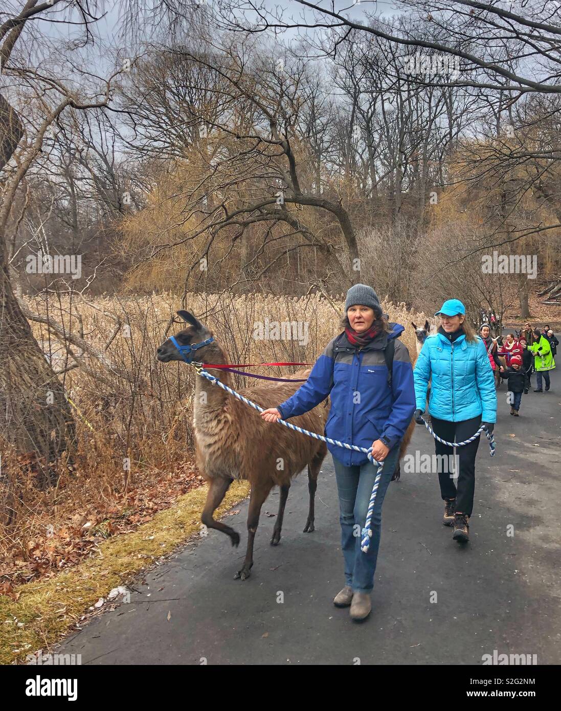 An afternoon stroll through High Park, Toronto with the llamas from the zoo. - Smartphone Captured Stock Image