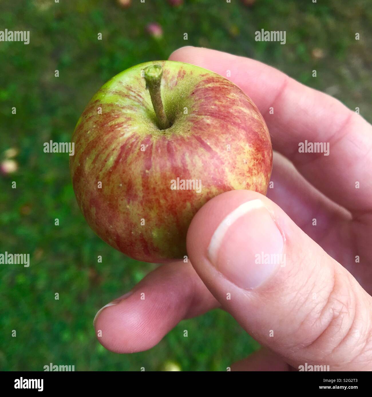 Holding a tiny homegrown apple - Smartphone Captured Stock Image