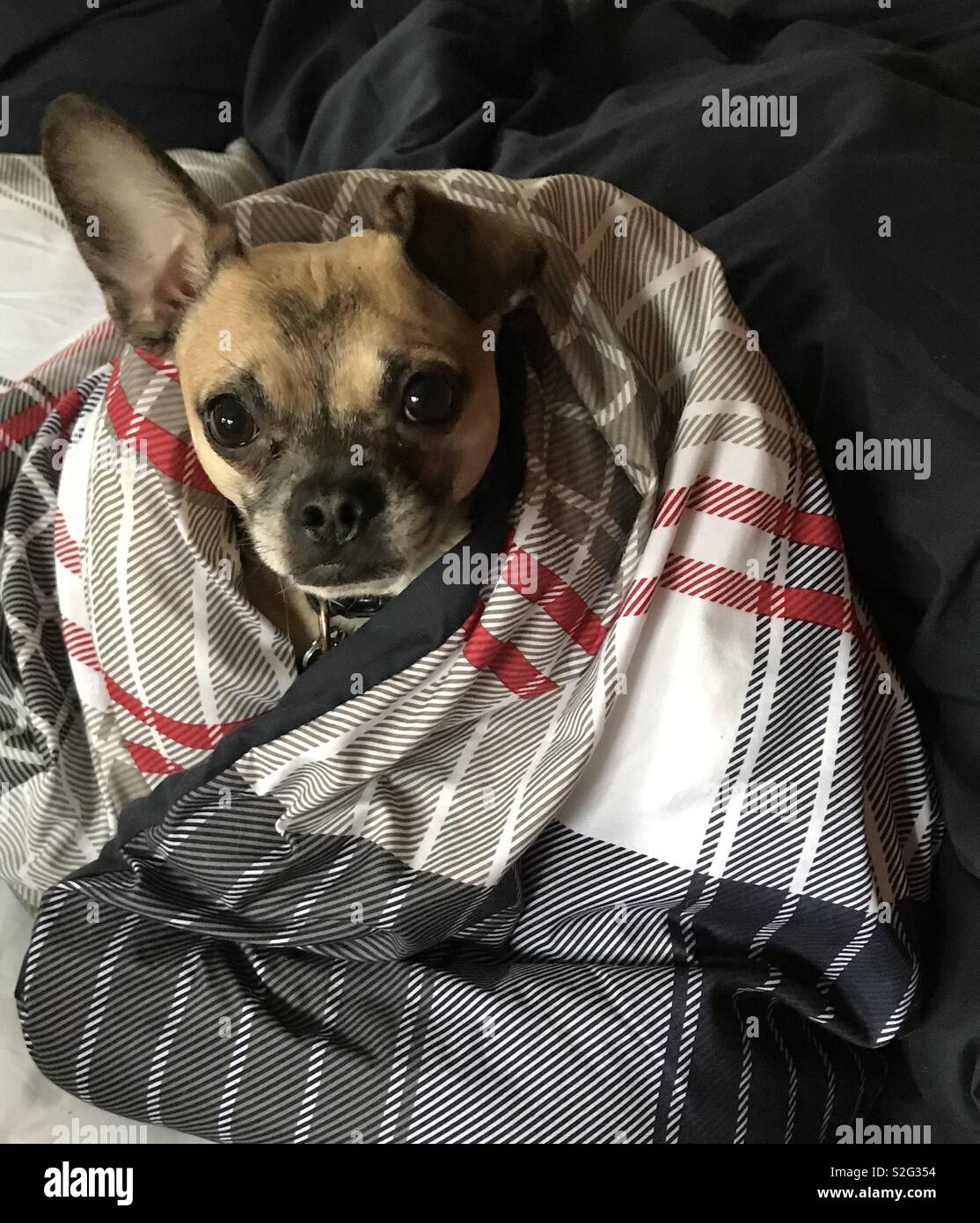 Chihuahua in a blanket Stock Photo Alamy
