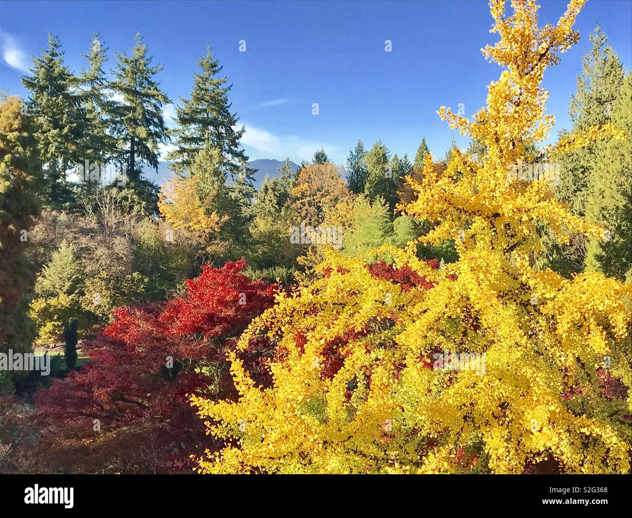Queen Elizabeth Park, Vancouver, British Columbia. Stock Photo