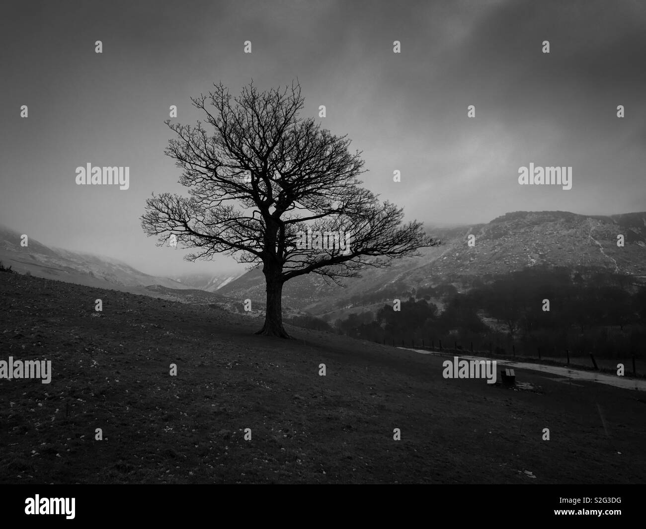 Lone tree on a hillside Stock Photo Alamy
