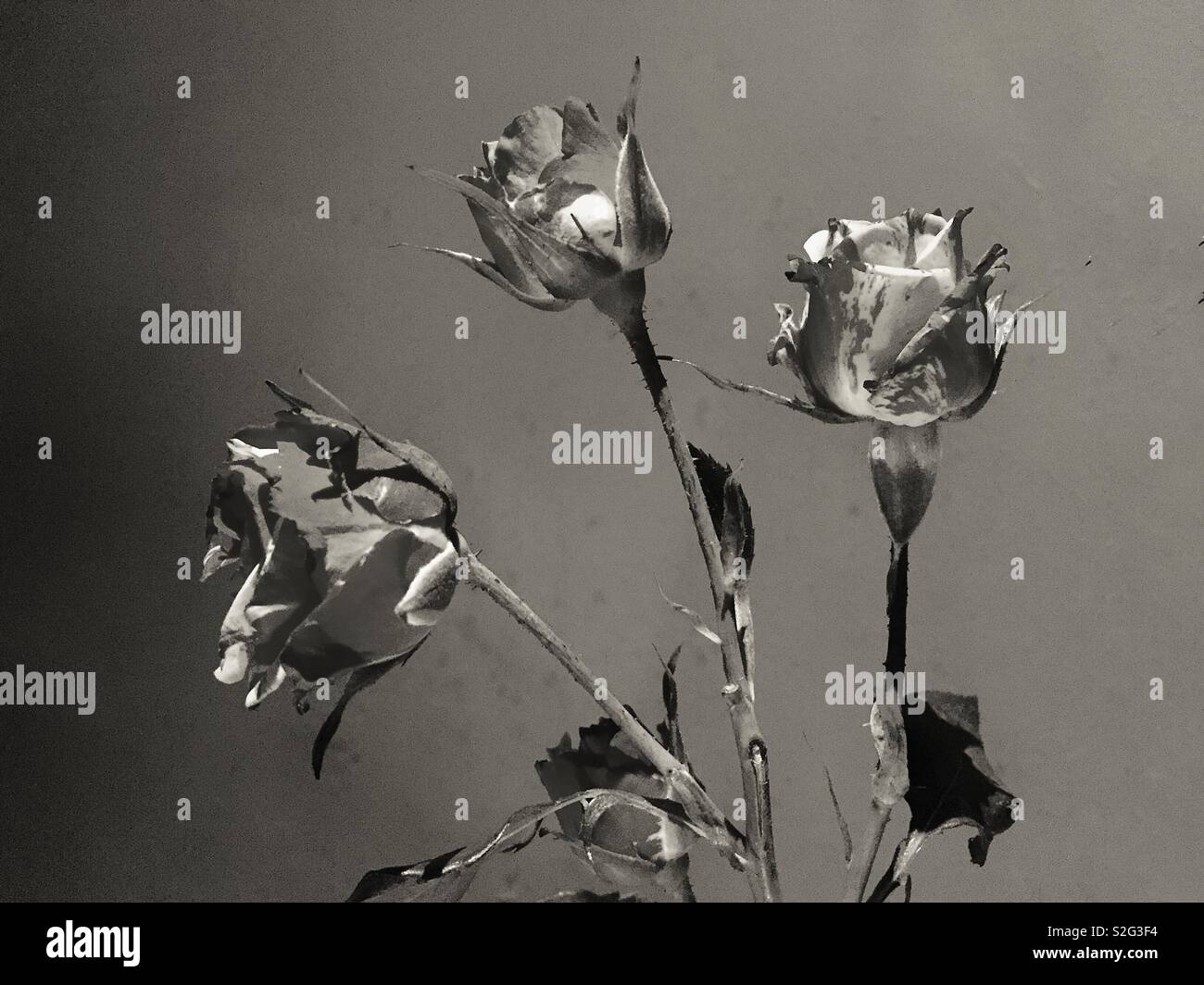 Roses - Smartphone Captured Stock Image