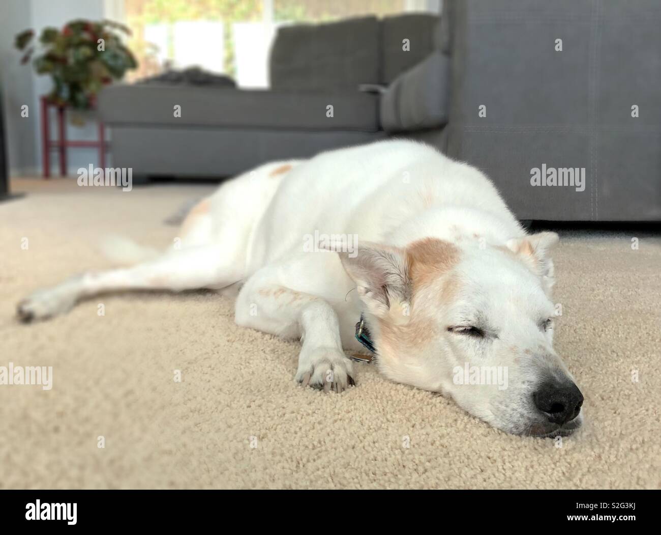 A dog sleeping on a a carpeted living room floor Stock Photo Alamy