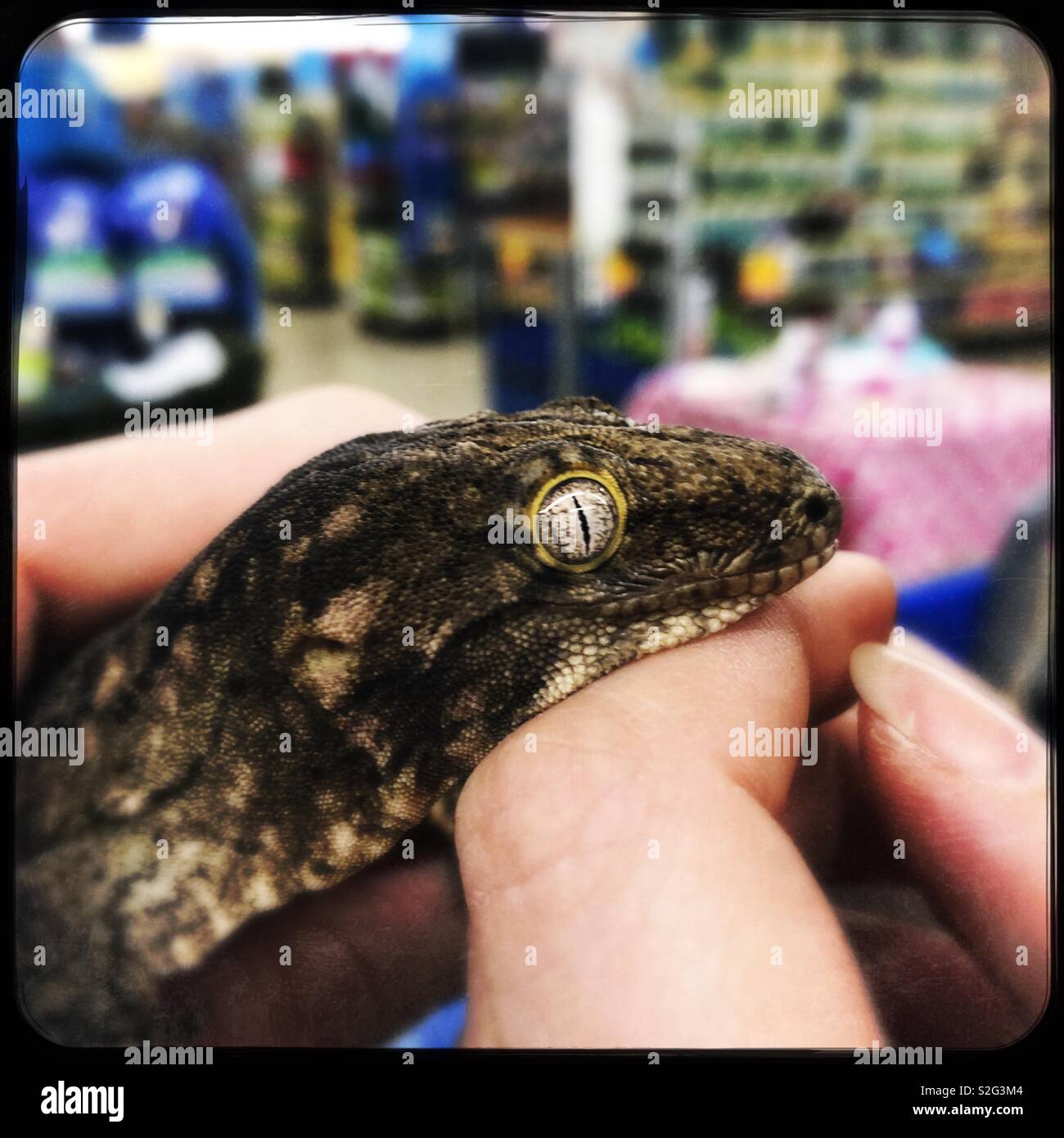 Alien eyes of New Caledonian giant gecko at the pet store this weekend Stock Photo Alamy