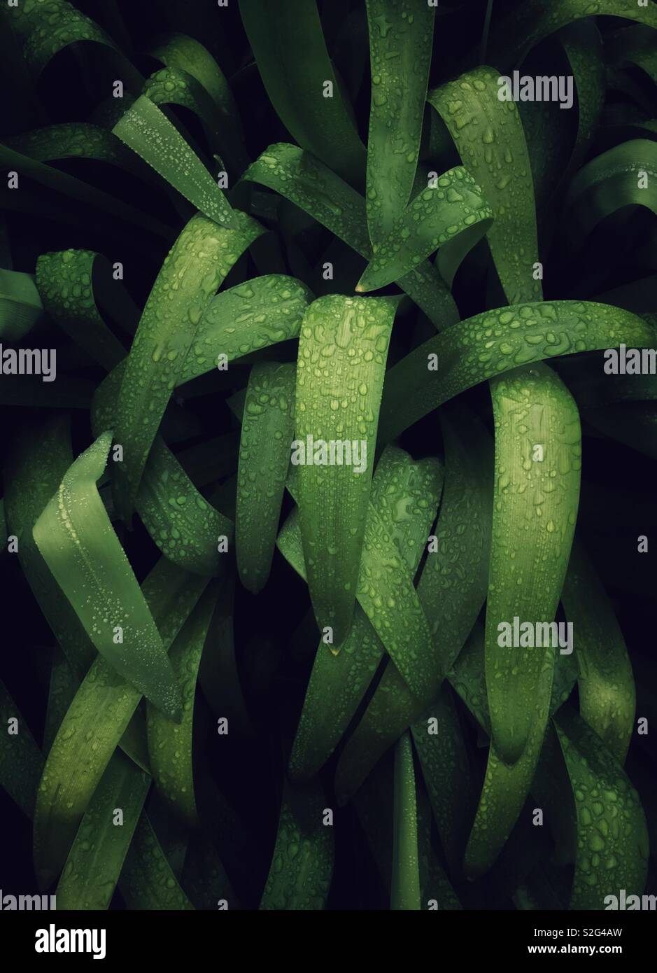 abstract green plant leaves texture in the garden Stock Photo