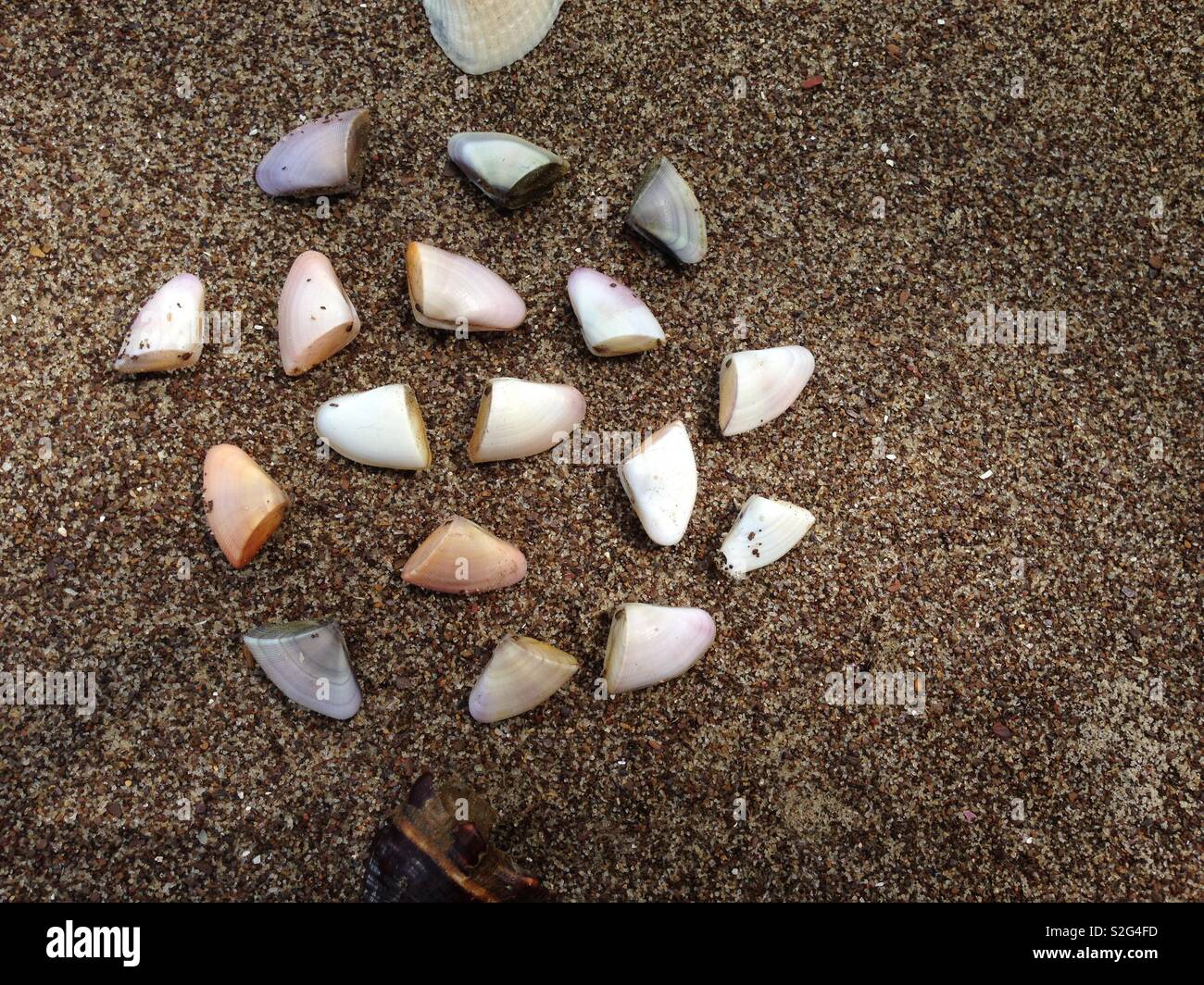 Coquina clams hires stock photography and images Alamy