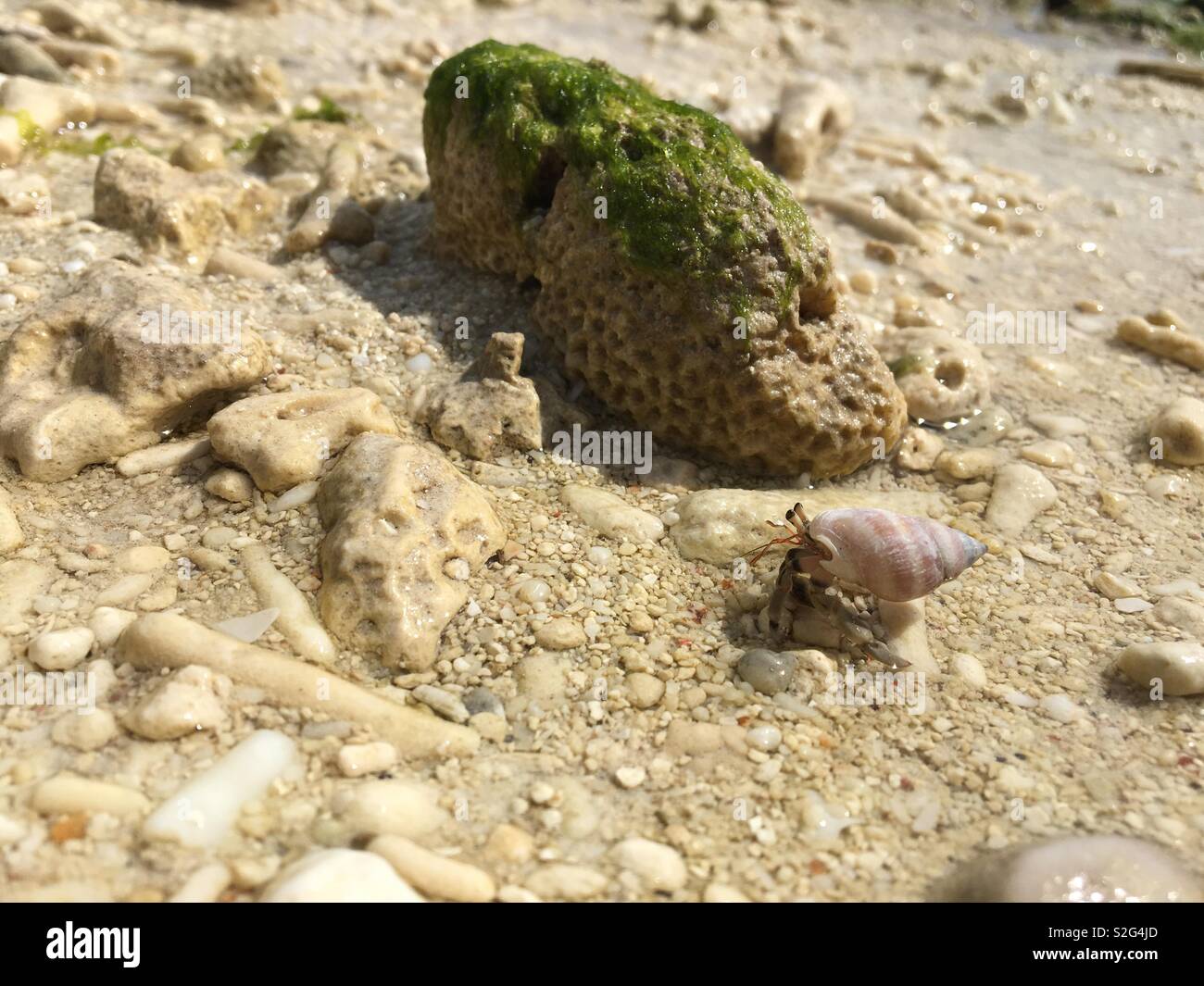 Spotted Sea Creature Stock Photo