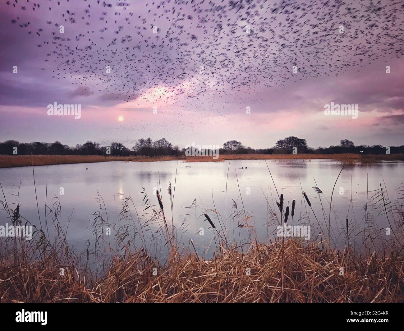 Starling murmurations at RSPB Nature Reserve, Ham Wall, Somerset Stock Photo