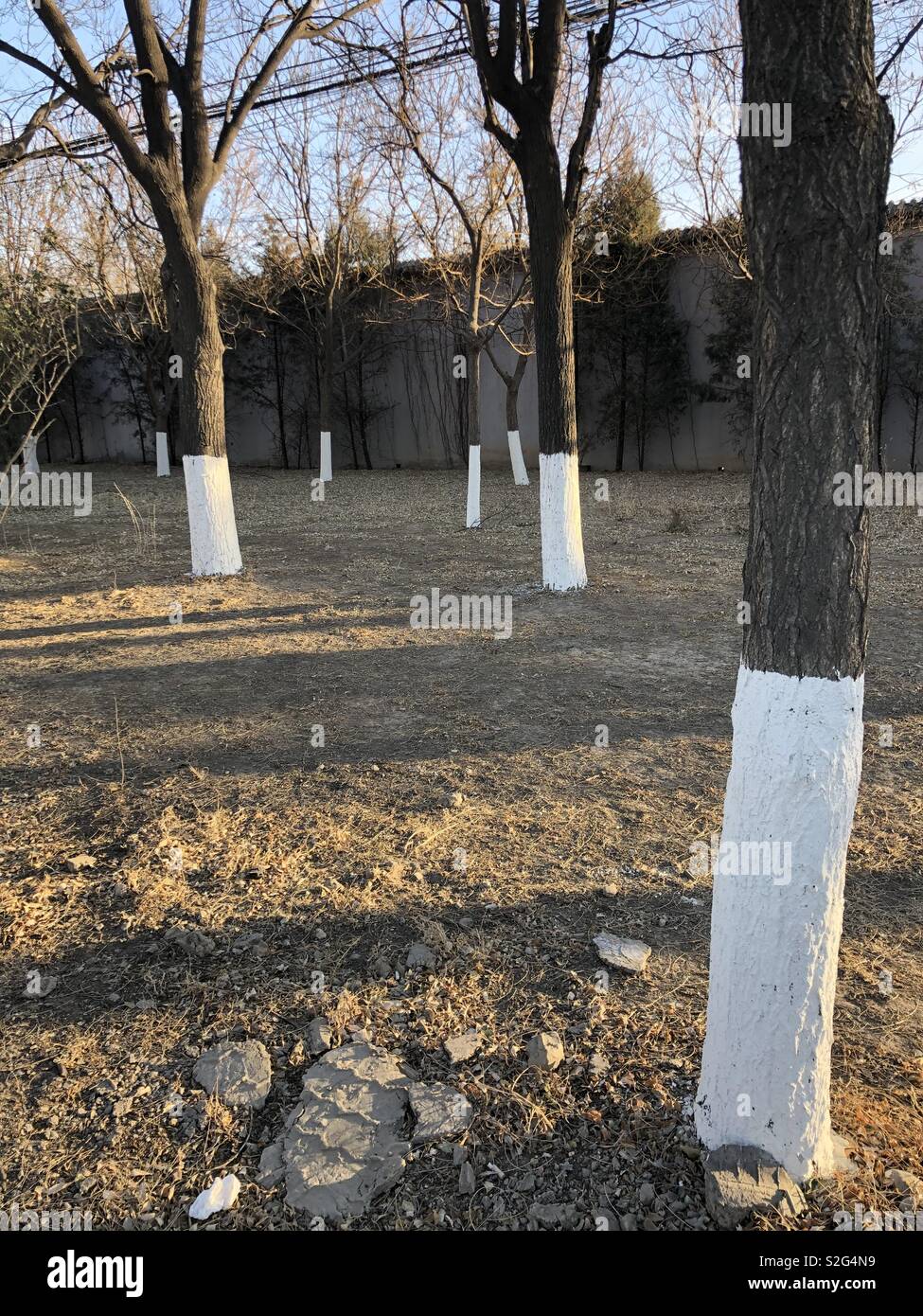 Winter trees with white painted trunks Stock Photo Alamy