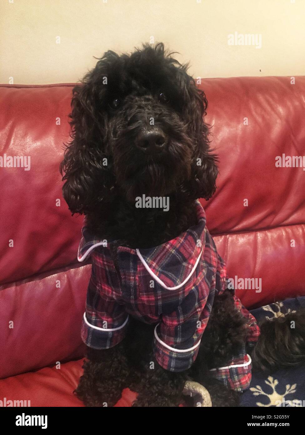 Dog in pyjamas Stock Photo