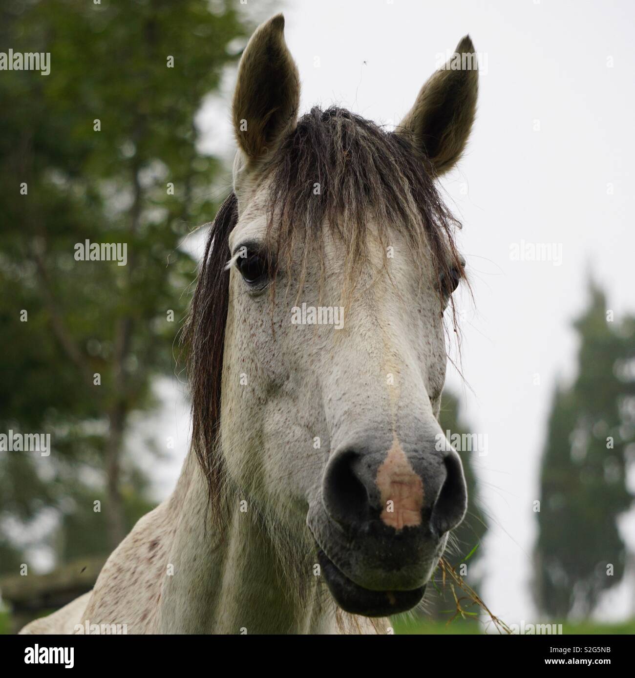 beautiful white horse portrait in the nature Stock Photo