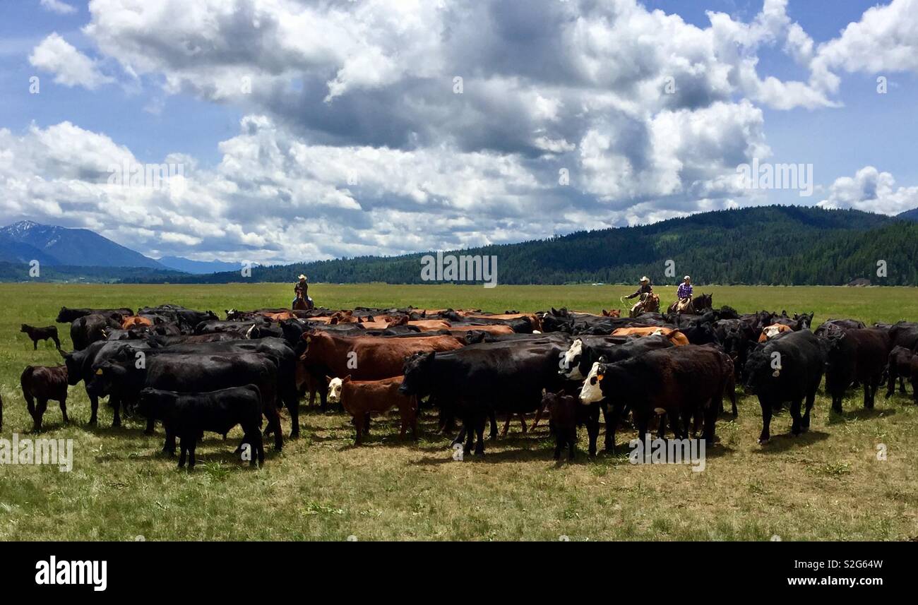 Annual cattle drive in Wyoming Stock Photo