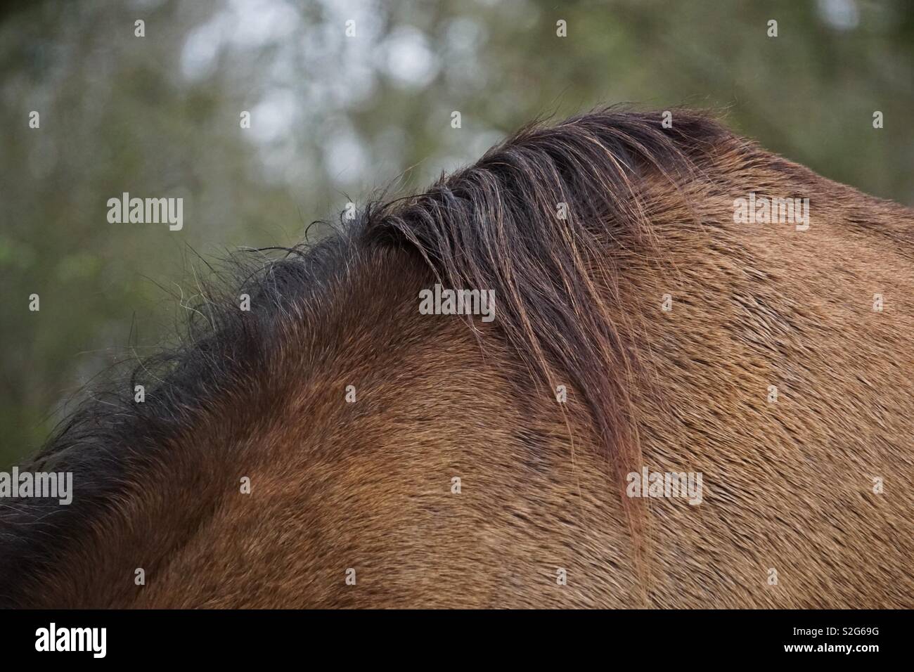 horse animal hair Stock Photo