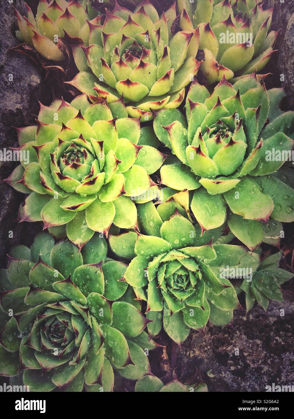 Close up of succulent flowers growing out of rock Stock Photo