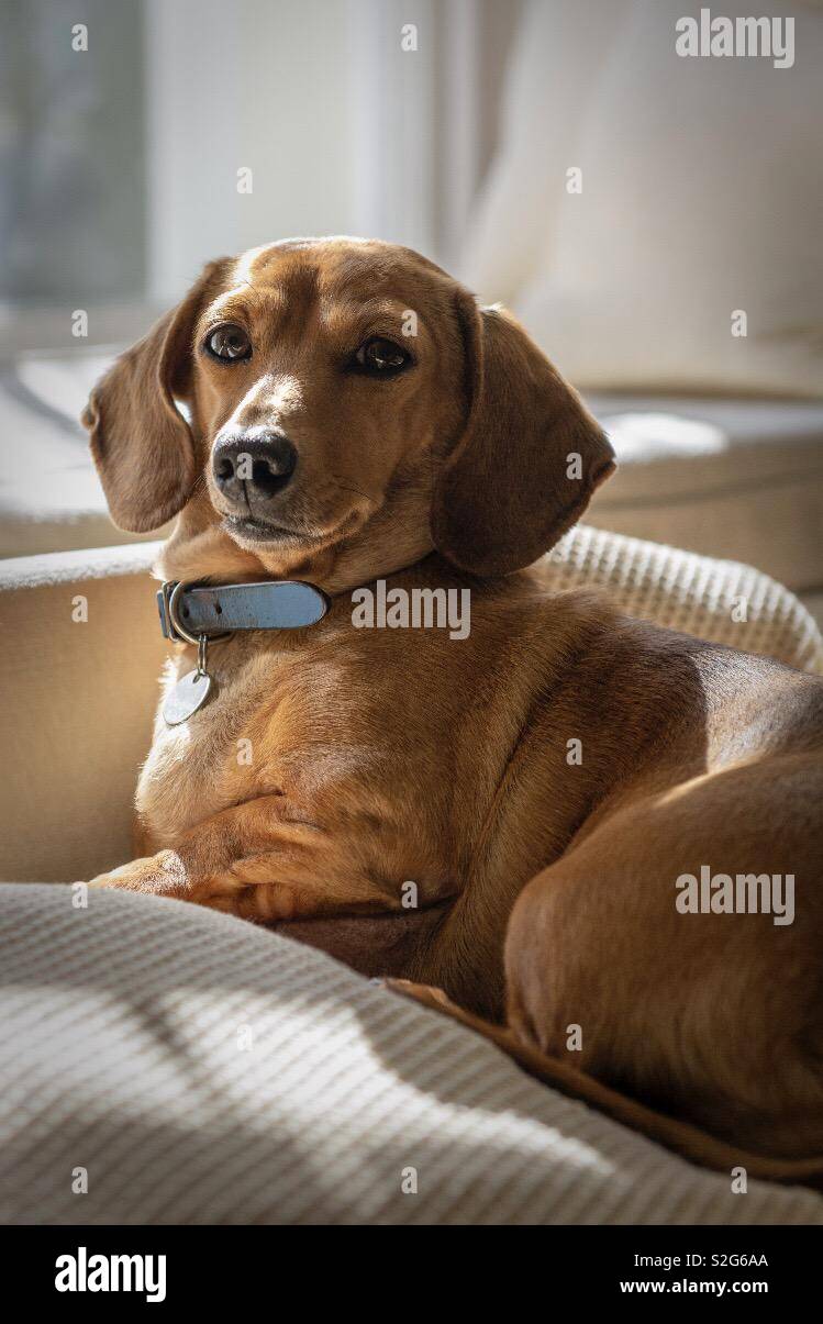 Short haired tan dachshund sitting in the sun Stock Photo