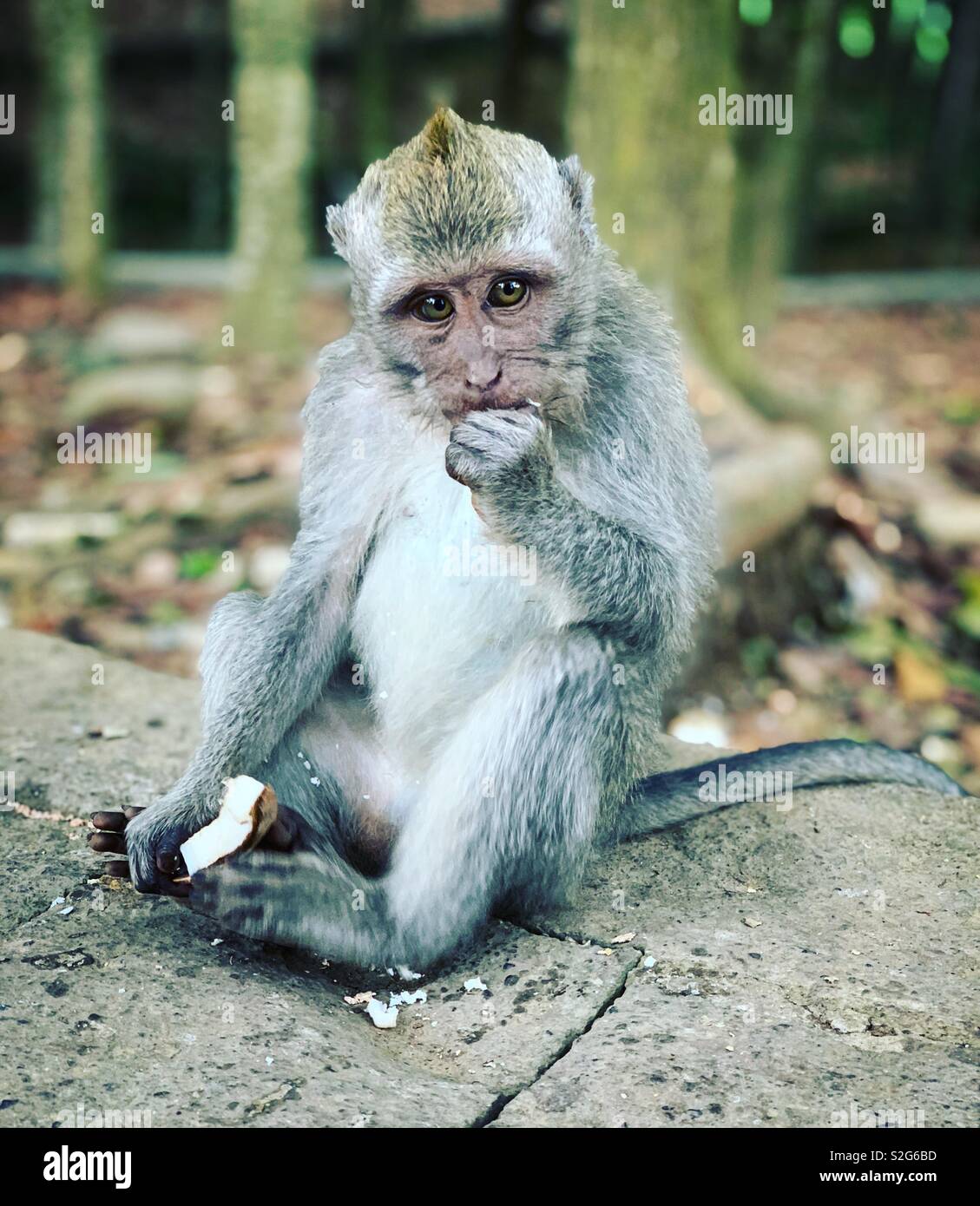 Baby Monkey Stock Photo