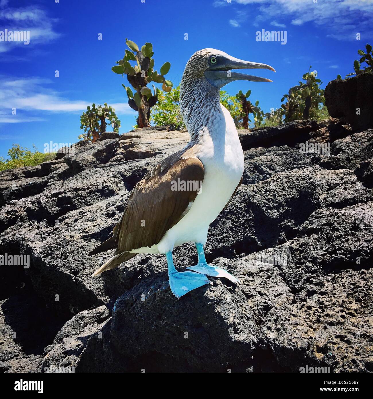 Blue Footed Boobie Stock Photo - Alamy