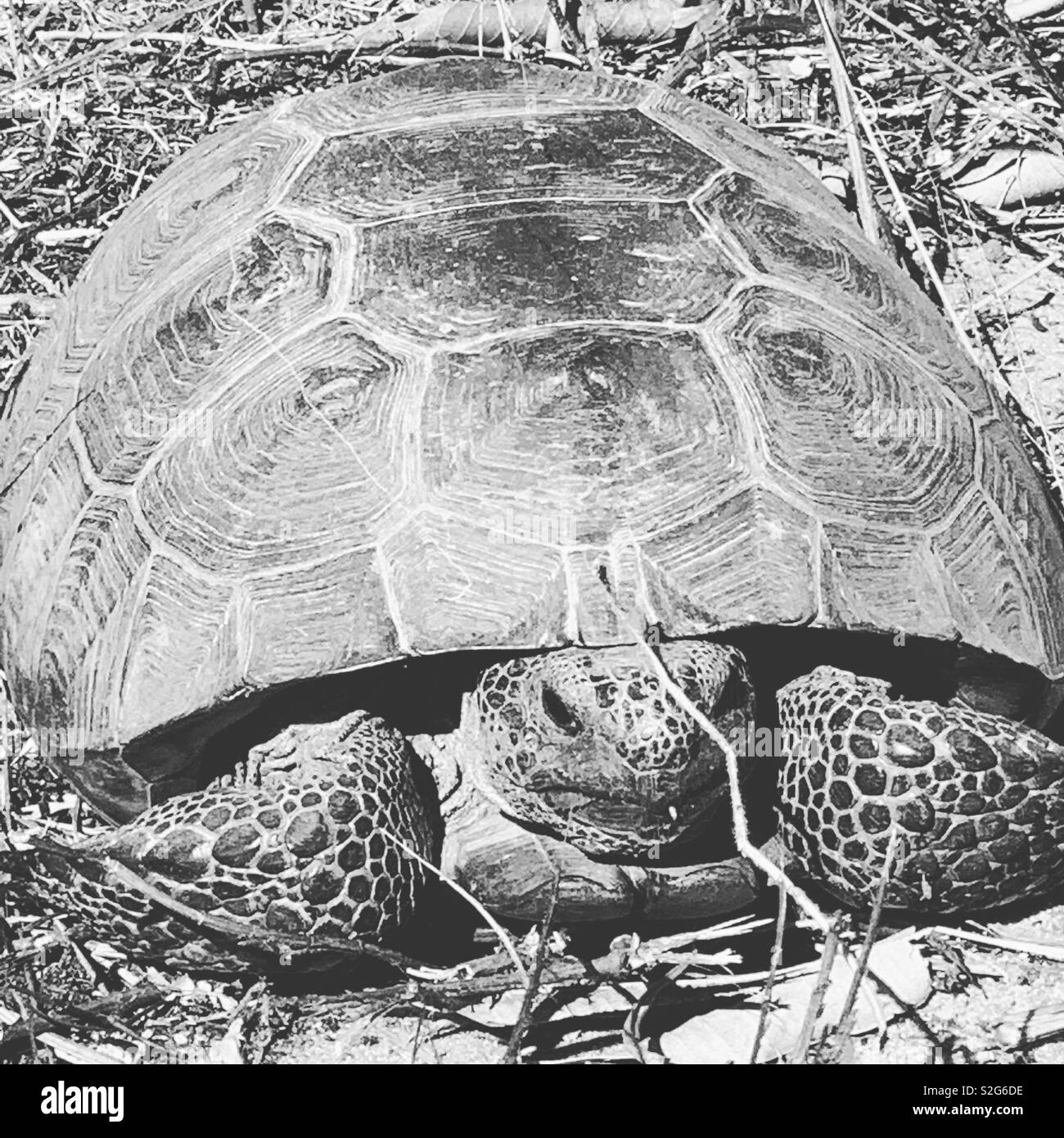 Florida land turtle Stock Photo Alamy