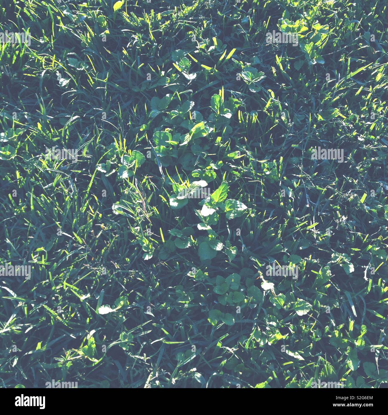 A green lawn. - Smartphone Captured Stock Image