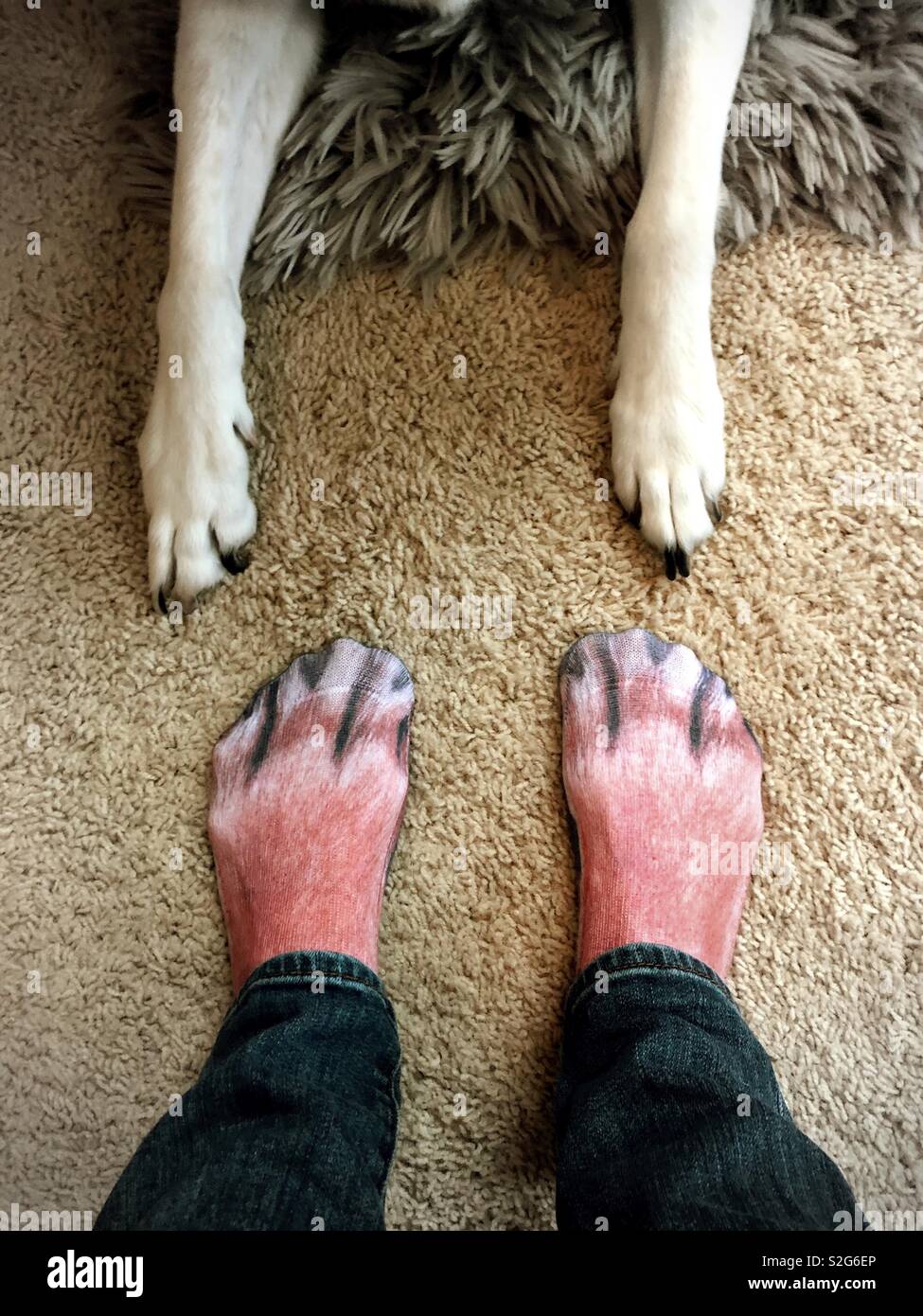 A person wearing dog paw socks and a real dog's paws Stock Photo - Alamy