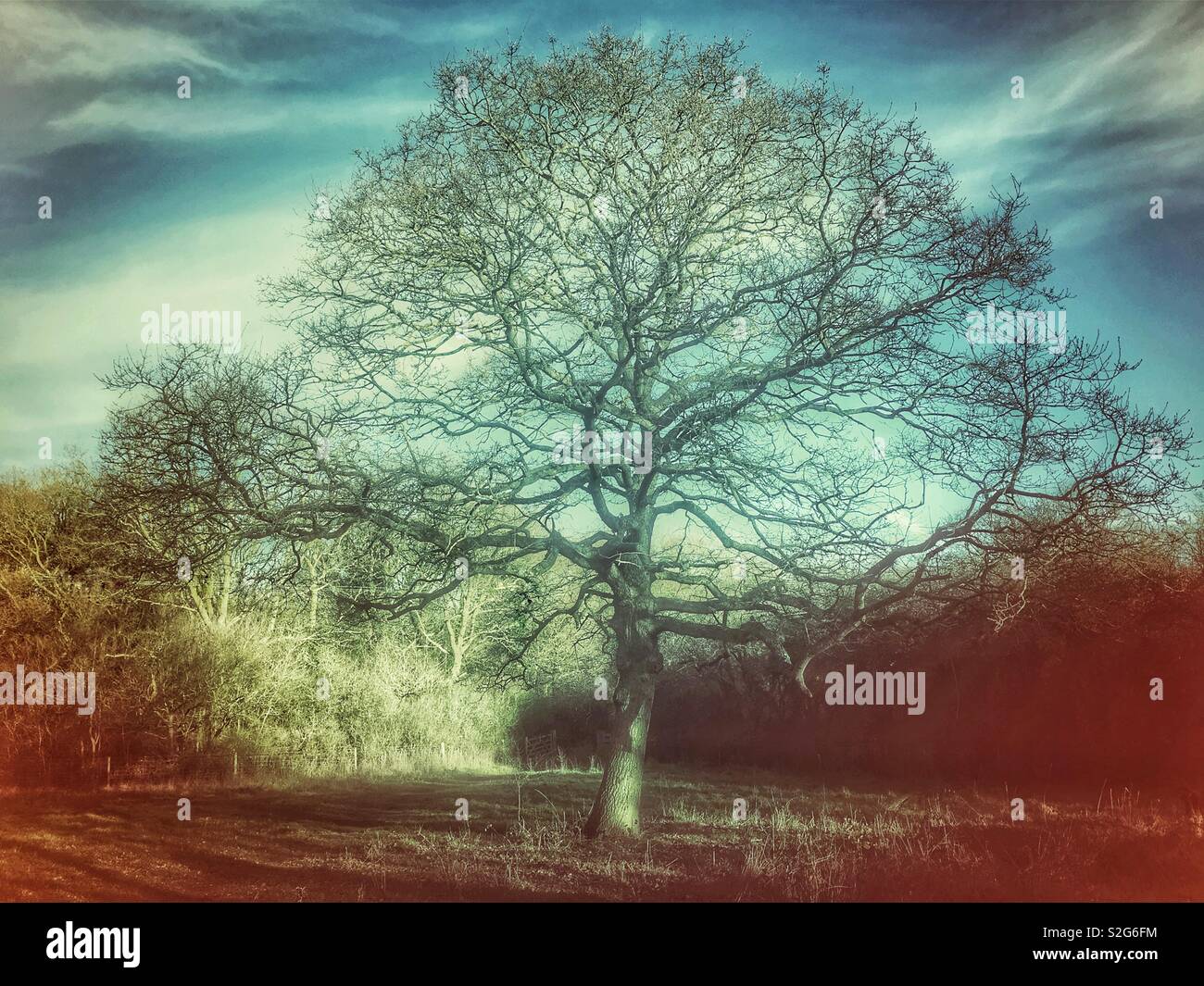Morning sunlight on an oak tree in a field. - Smartphone Captured Stock Image