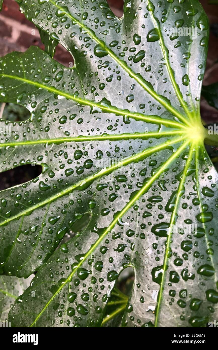 Early morning dew on a Caster Oil Plant leaf Stock Photo